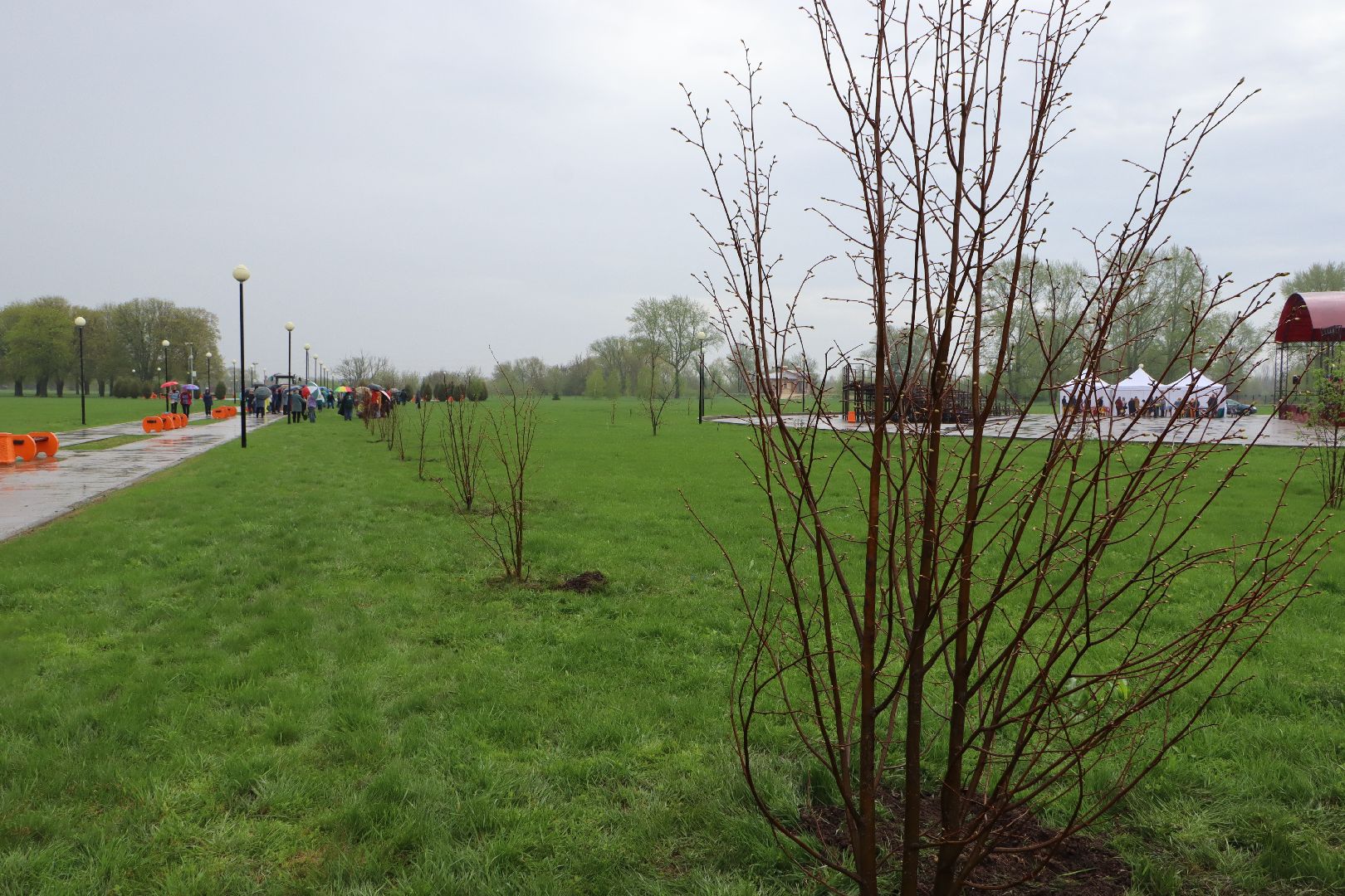 День добрых дел, Серебряные Пруды, Парк Серебряный, высадка деревьев,