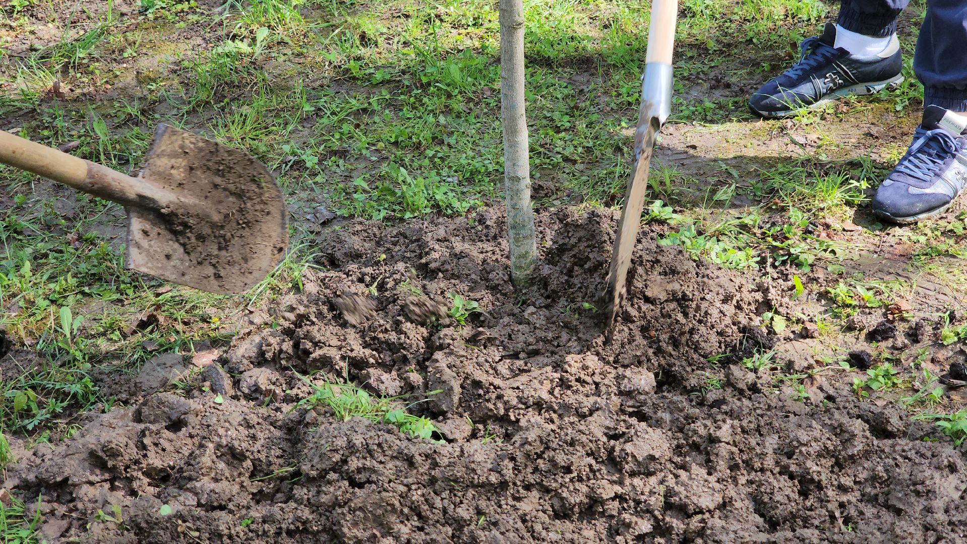 кашира, городской парк, день добрых дел, туи, красный клен, посадка деревьев, благоустройство,
