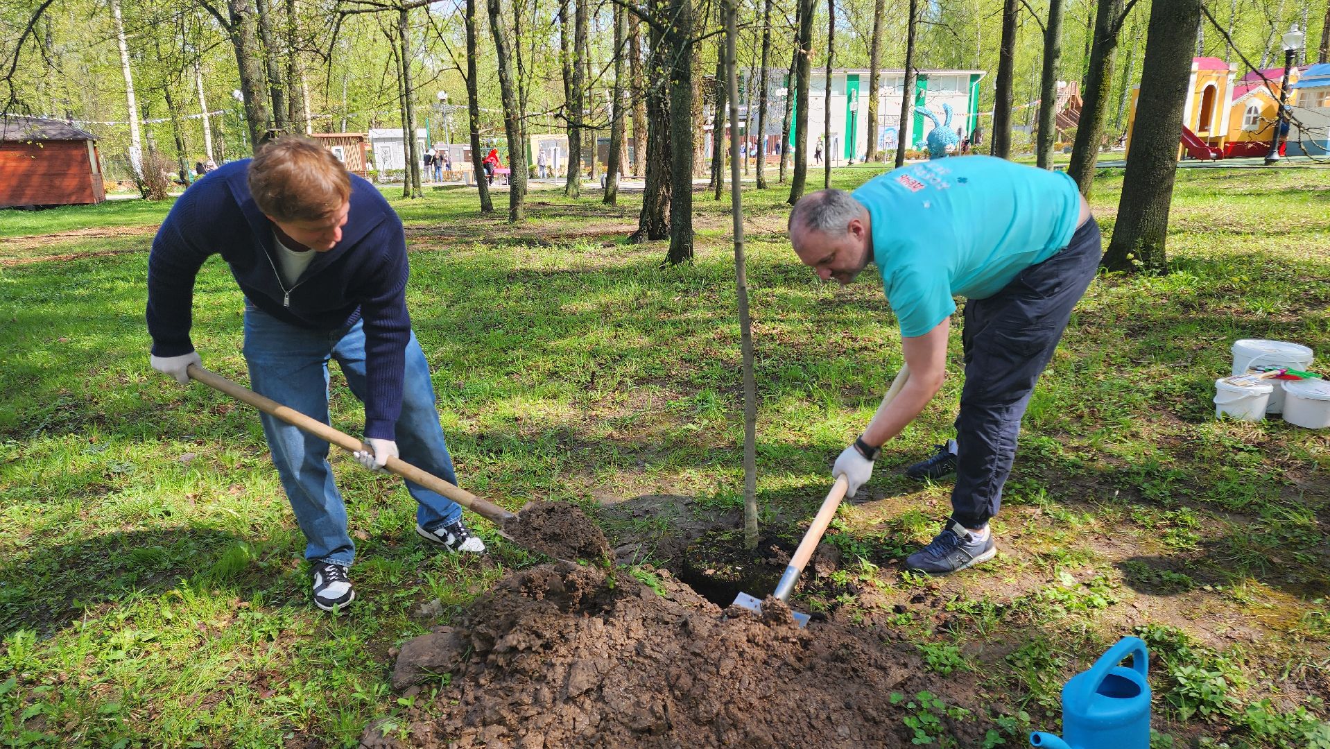 кашира, городской парк, день добрых дел, туи, красный клен, посадка деревьев, благоустройство,