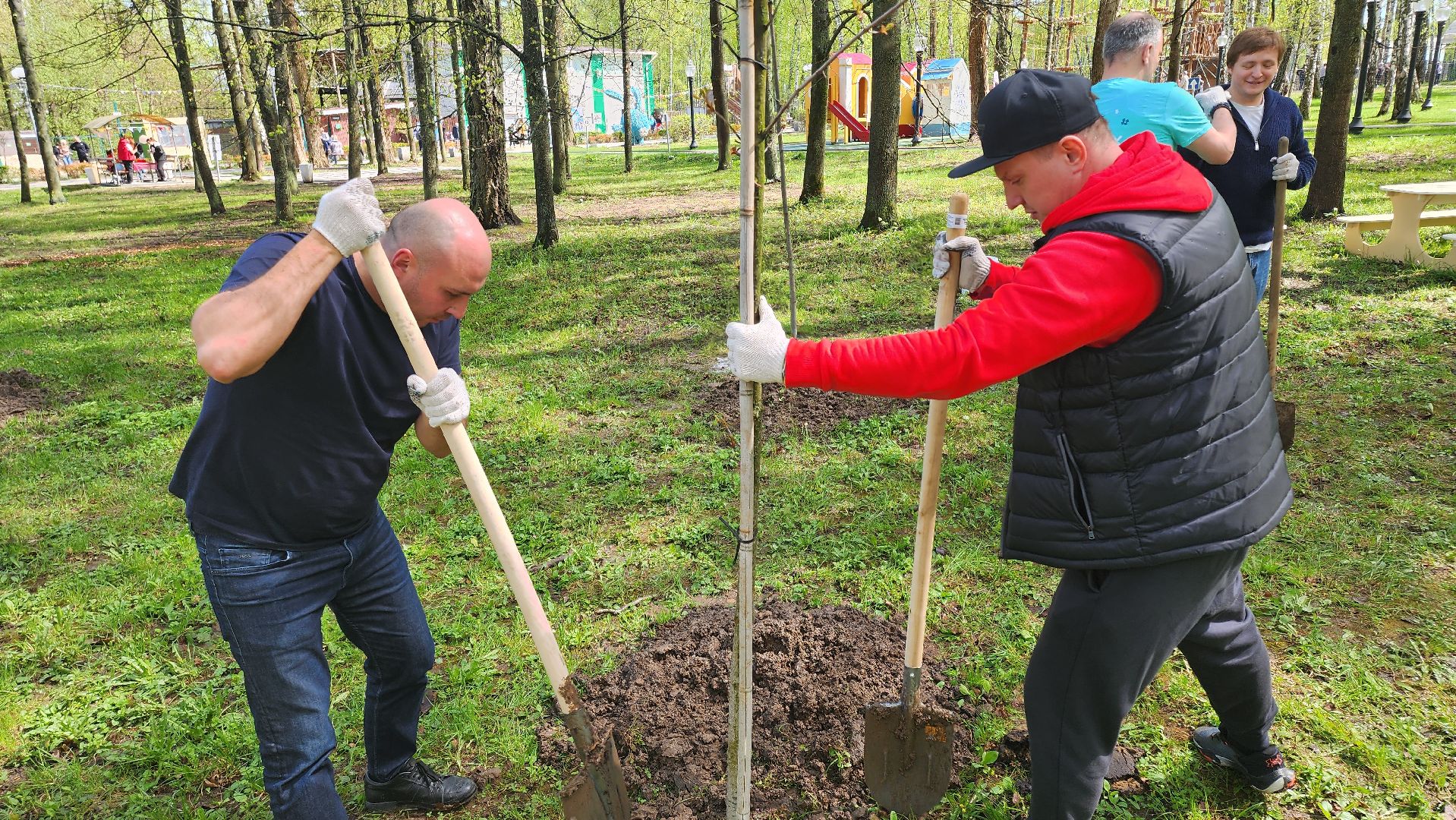 кашира, городской парк, день добрых дел, туи, красный клен, посадка деревьев, благоустройство,