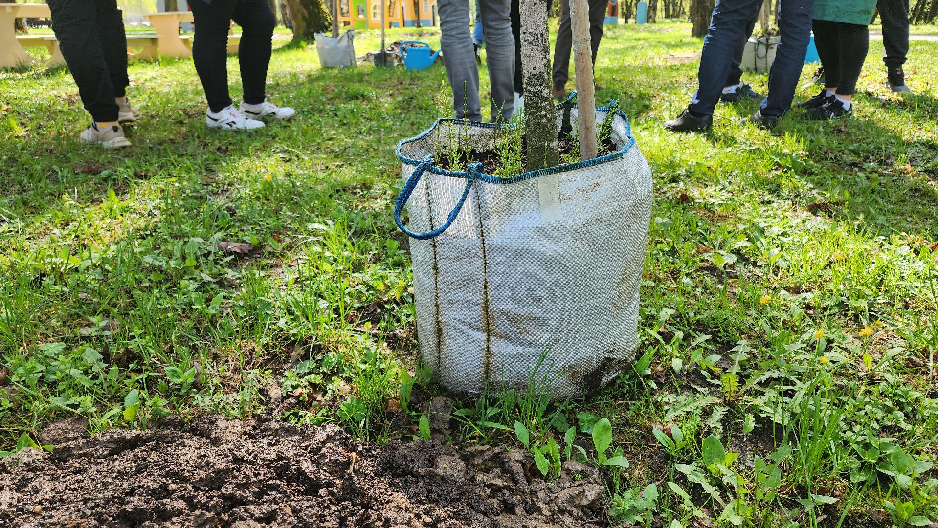 кашира, городской парк, день добрых дел, туи, красный клен, посадка деревьев, благоустройство,