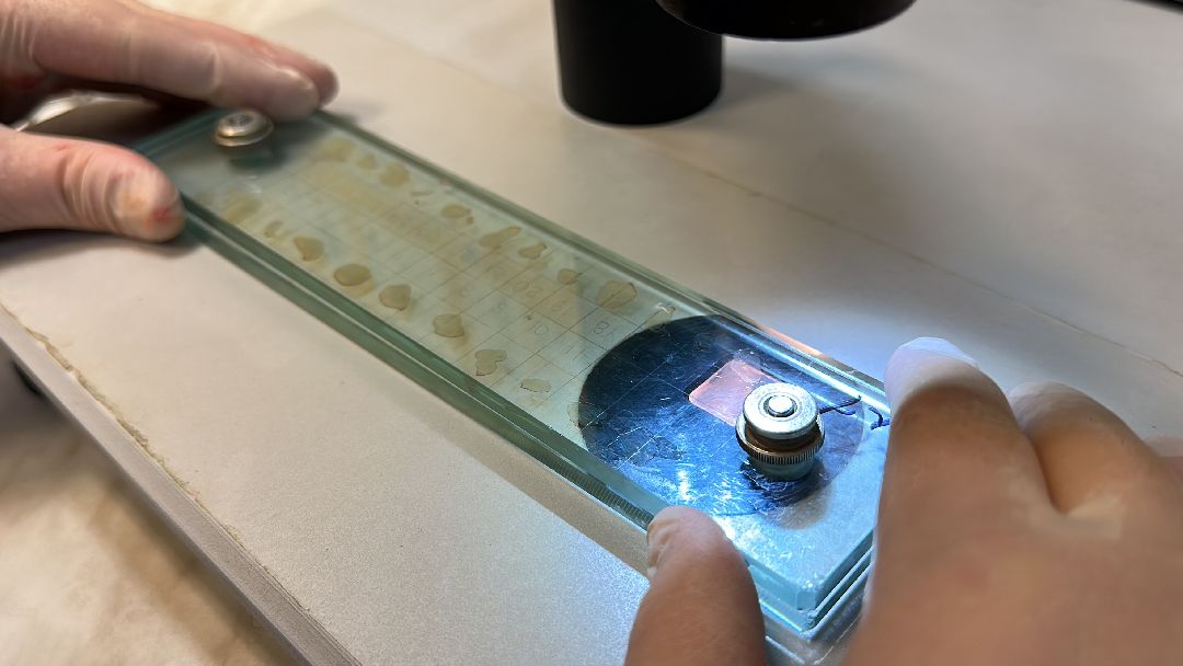 Одинцово, Мясо, Ветконтроль, Качество, Рынок, Потребитель