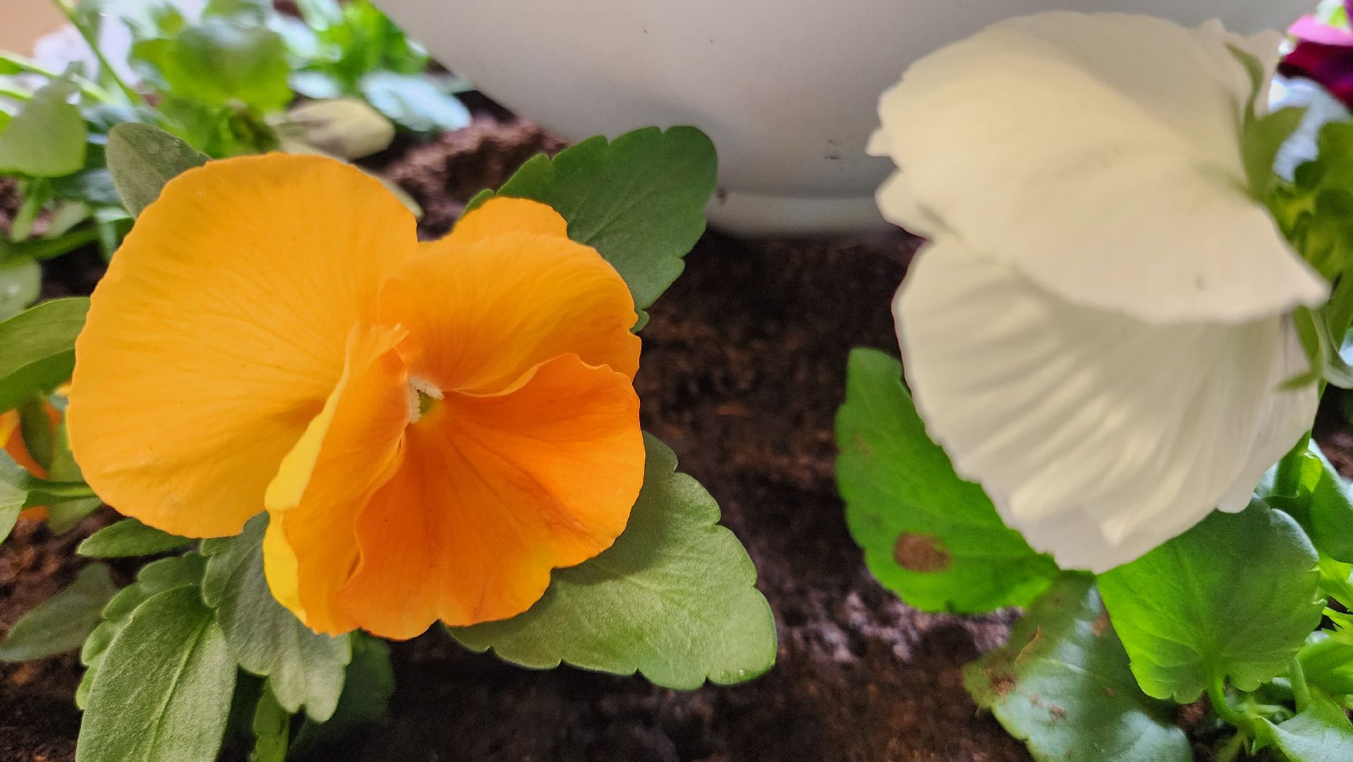 Подольск, гимназия им подольских курсантов, день добрых дел, память о погибших,