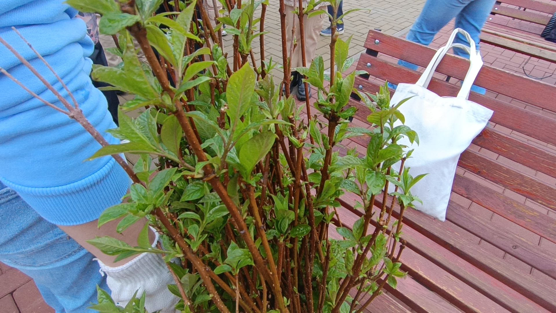 экология, посадка деревьев, школа,