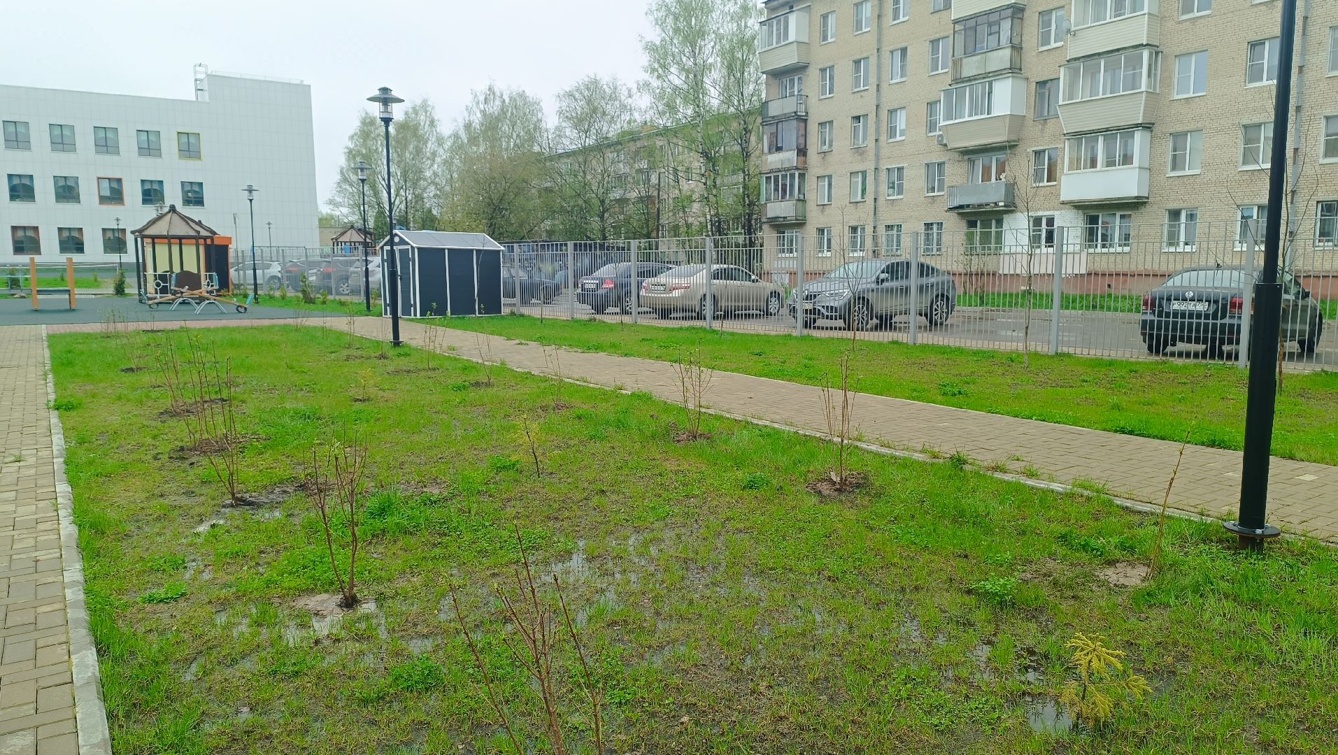 экология, посадка деревьев, школа,