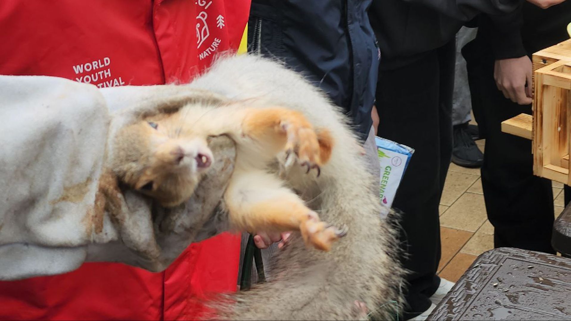 глава городского округа люберцы владимир волков, Центральный парк Люберец, Беличья тропа, белки,
