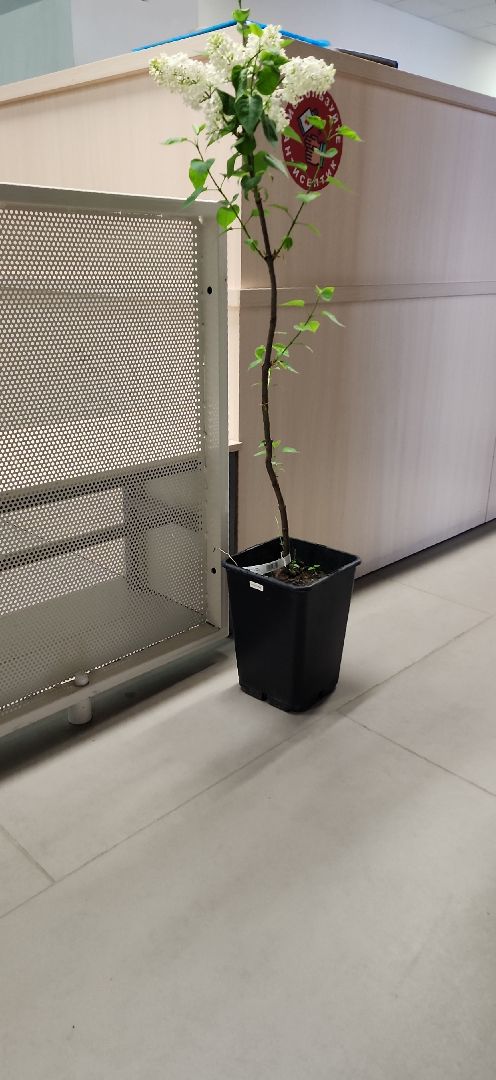 электросталь, мой город, жители города, акция, акция доброе дело, день добрых дел, гимназия 9, школьники, посадка деревьев,