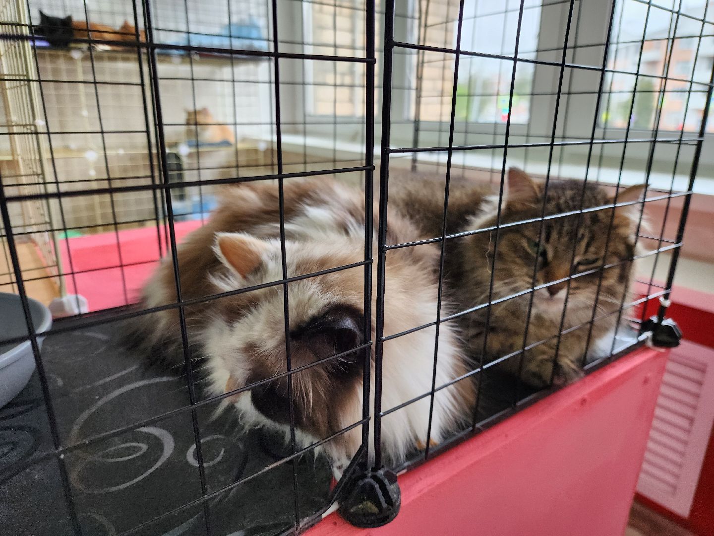 ногинск, кошки, приют, кошачий приют, гормон счастья, молодежный центр,