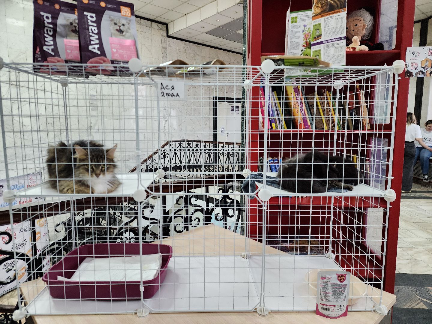 ногинск, кошки, приют, кошачий приют, гормон счастья, молодежный центр,