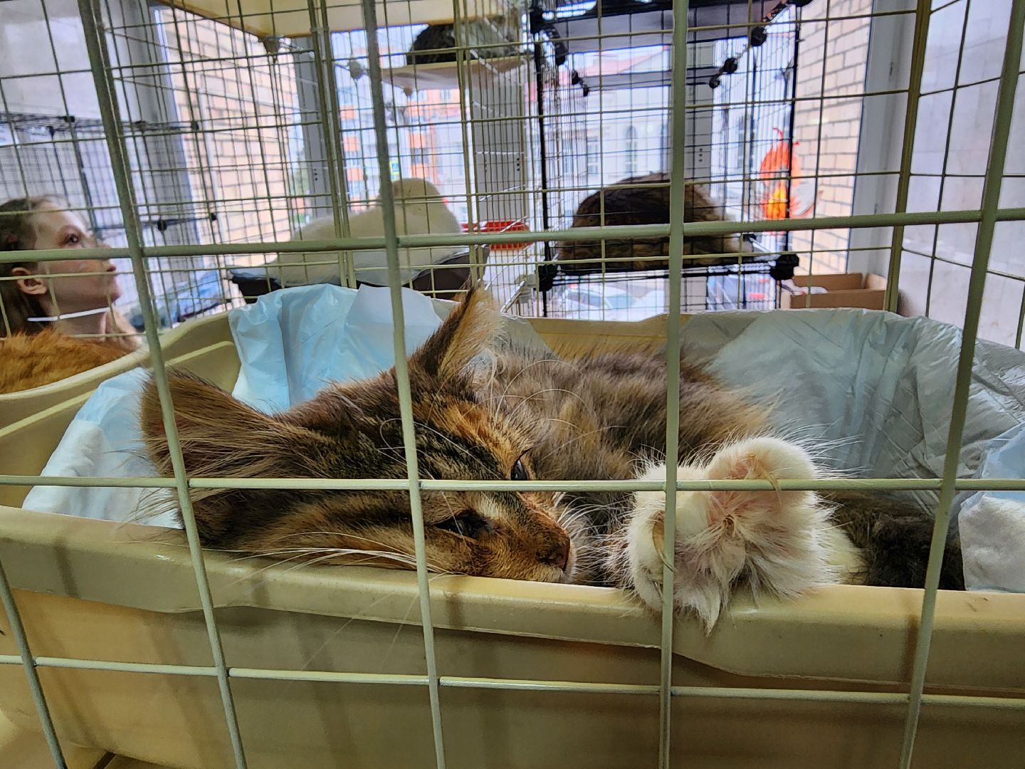 ногинск, кошки, приют, кошачий приют, гормон счастья, молодежный центр,