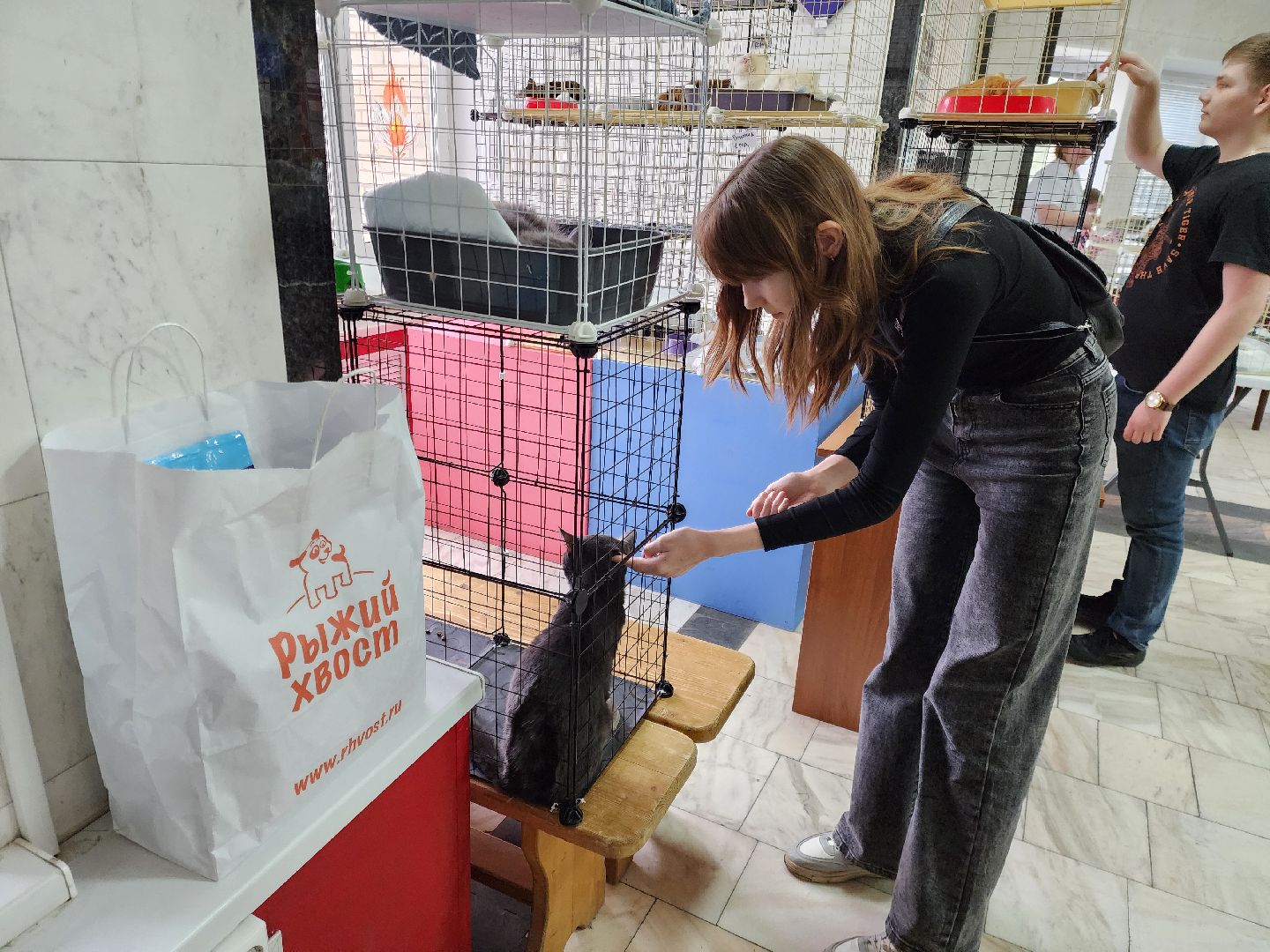 ногинск, кошки, приют, кошачий приют, гормон счастья, молодежный центр,