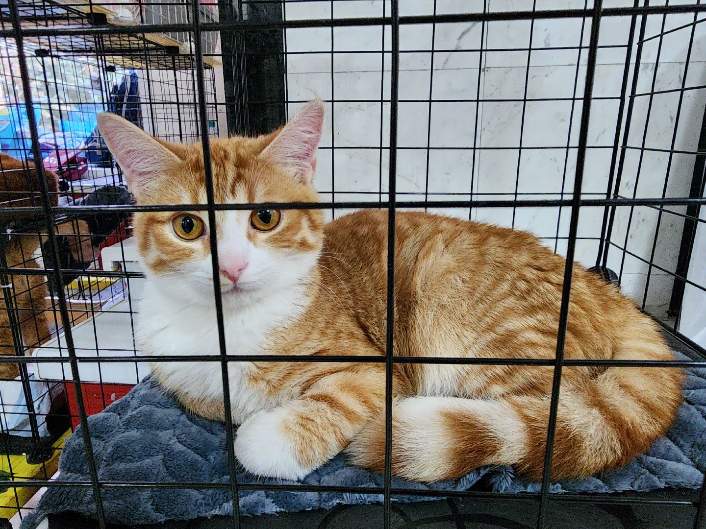 ногинск, кошки, приют, кошачий приют, гормон счастья, молодежный центр,