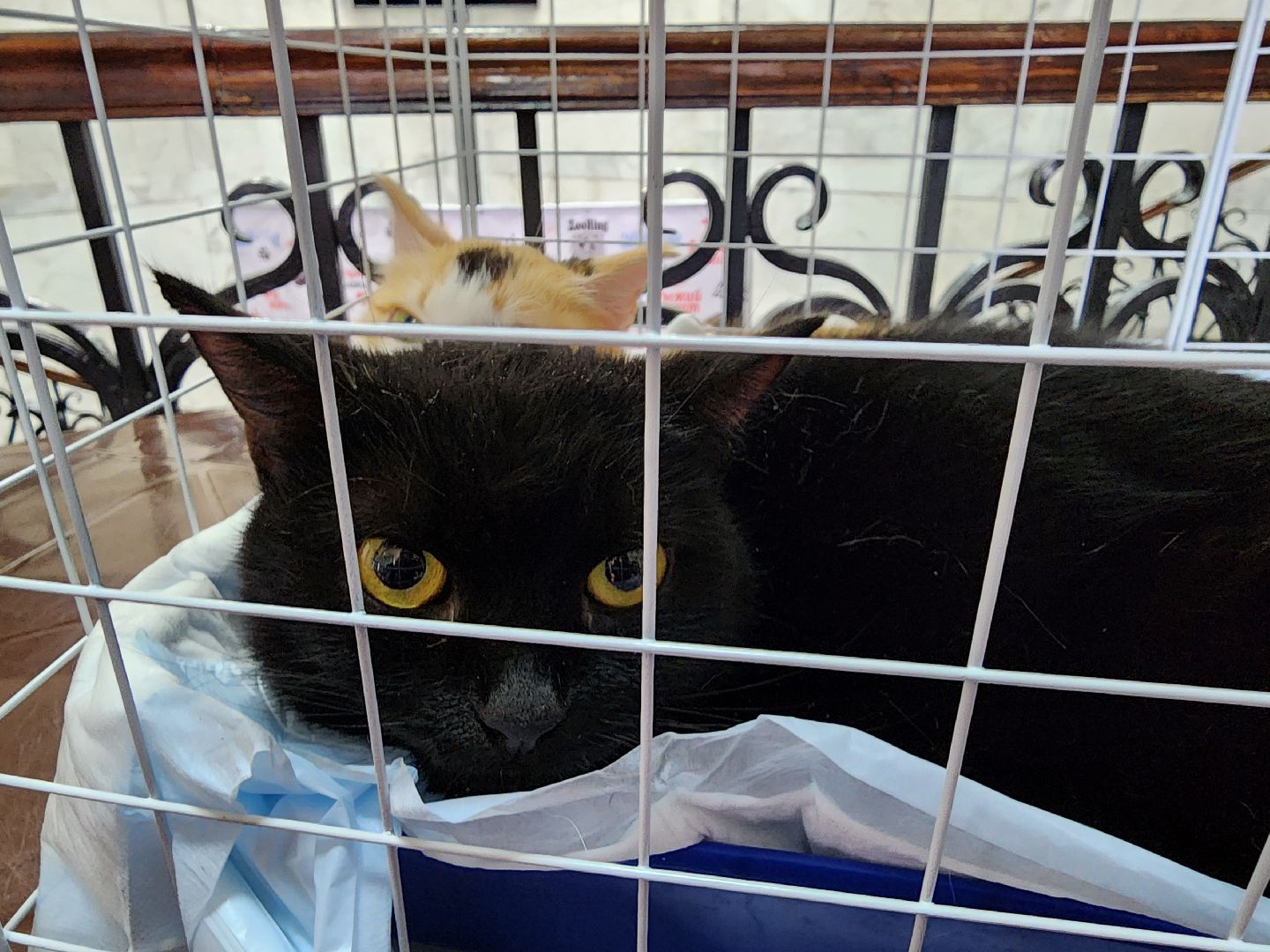 ногинск, кошки, приют, кошачий приют, гормон счастья, молодежный центр,