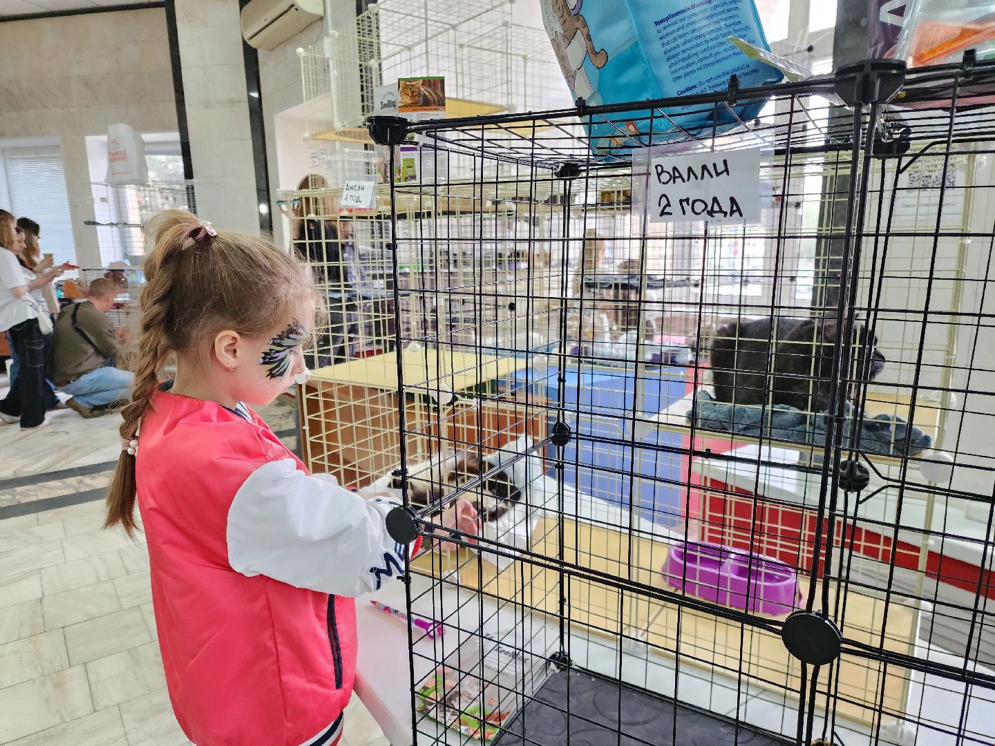 ногинск, кошки, приют, кошачий приют, гормон счастья, молодежный центр,