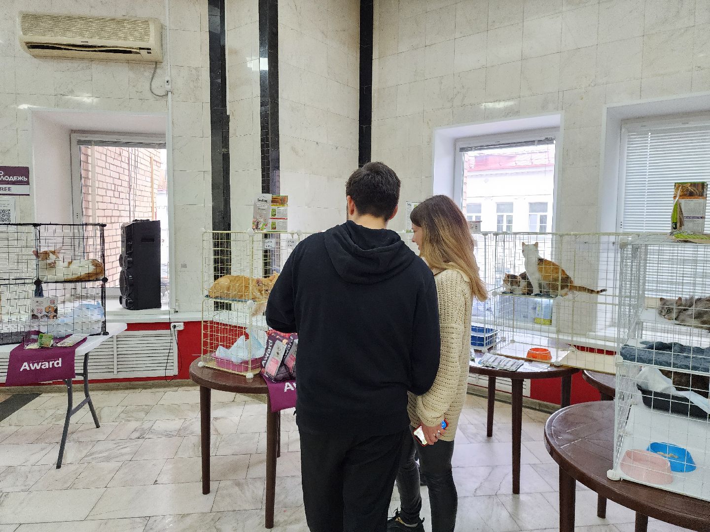 ногинск, кошки, приют, кошачий приют, гормон счастья, молодежный центр,