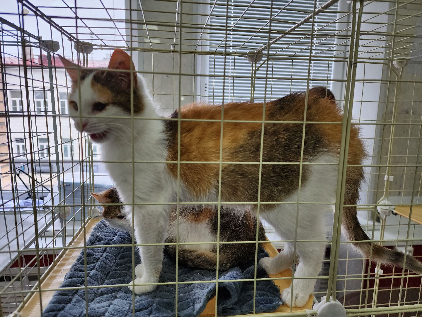 ногинск, кошки, приют, кошачий приют, гормон счастья, молодежный центр,