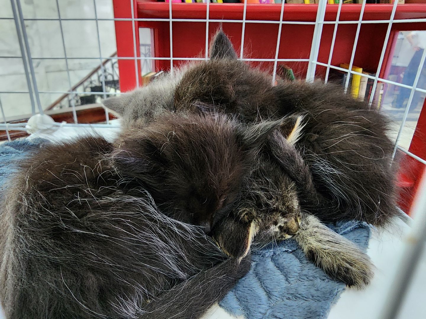 ногинск, кошки, приют, кошачий приют, гормон счастья, молодежный центр,