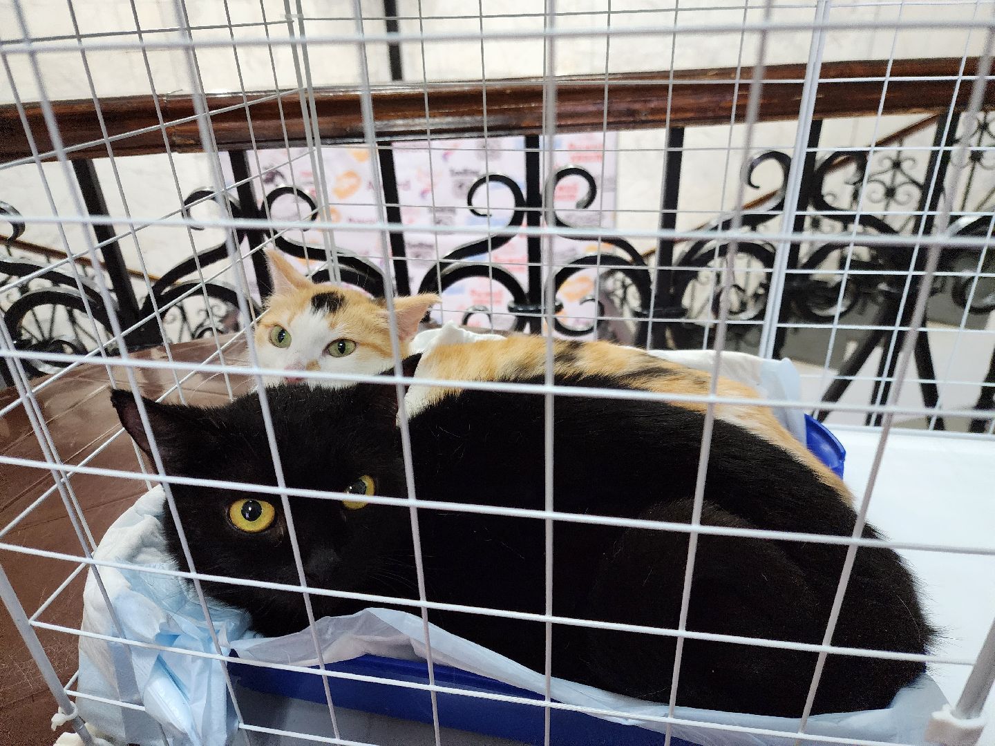 ногинск, кошки, приют, кошачий приют, гормон счастья, молодежный центр,