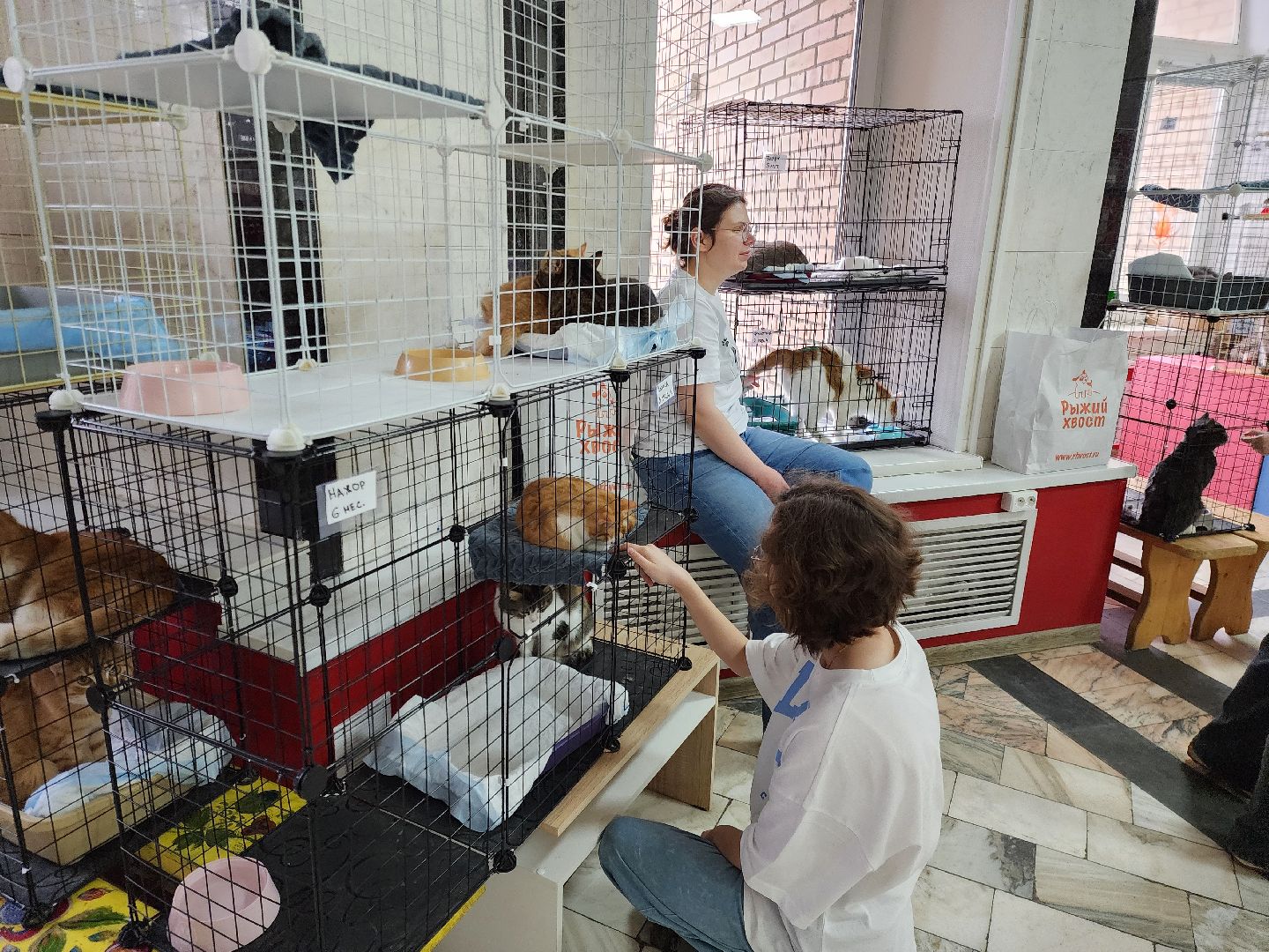 ногинск, кошки, приют, кошачий приют, гормон счастья, молодежный центр,