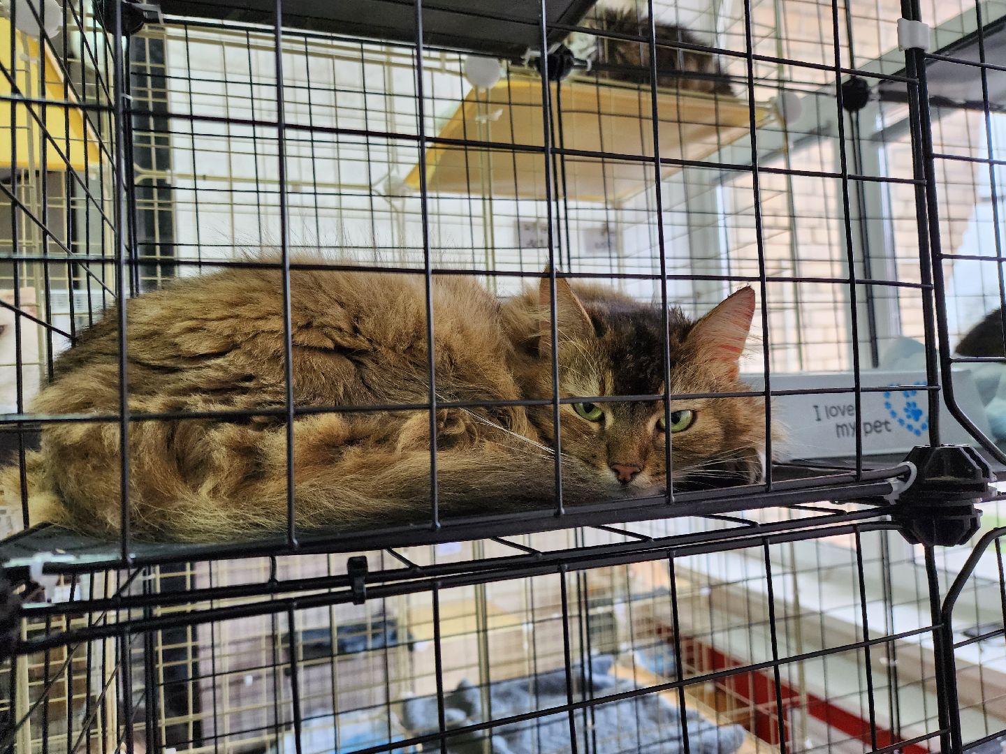 ногинск, кошки, приют, кошачий приют, гормон счастья, молодежный центр,