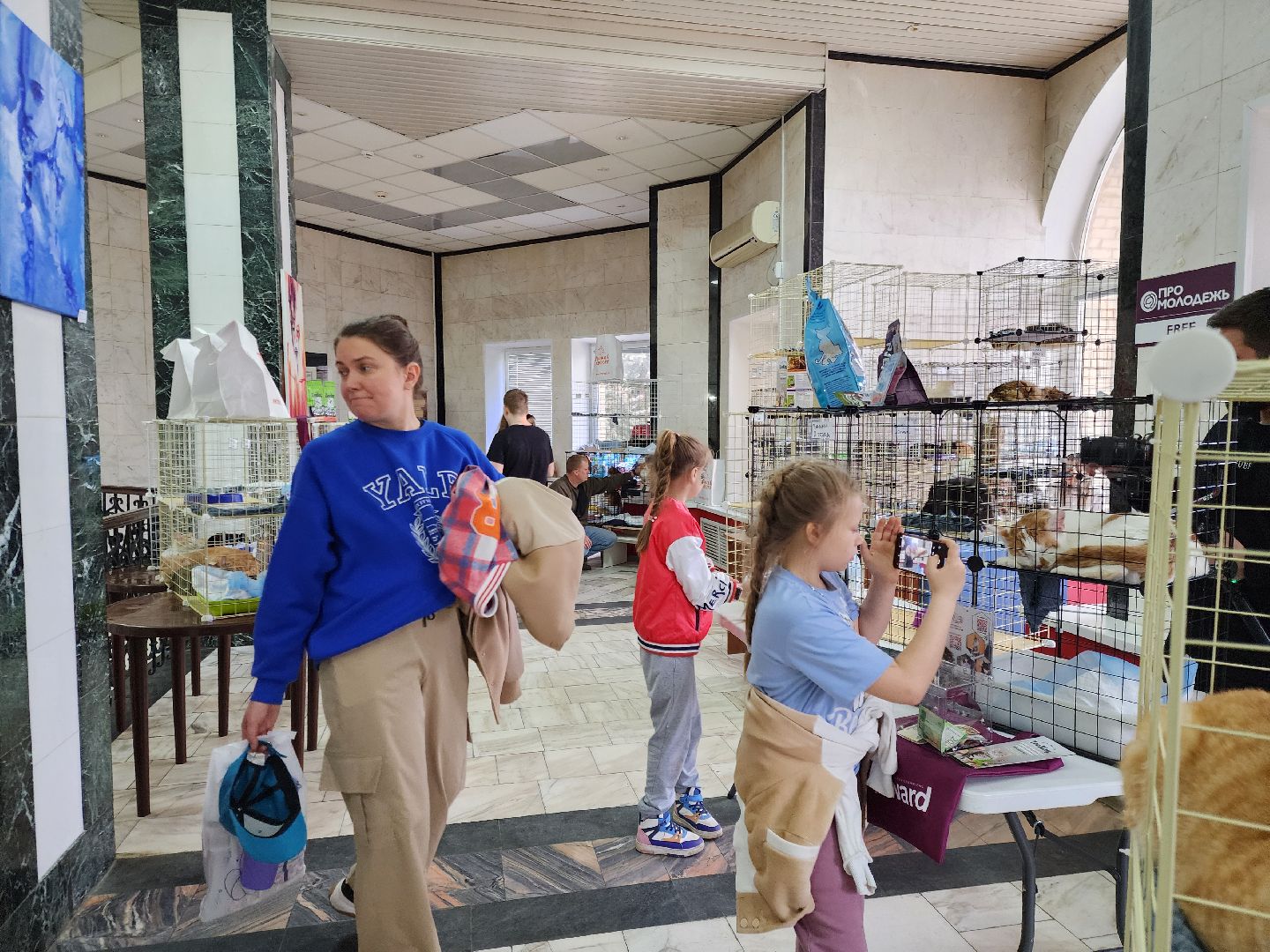 ногинск, кошки, приют, кошачий приют, гормон счастья, молодежный центр,