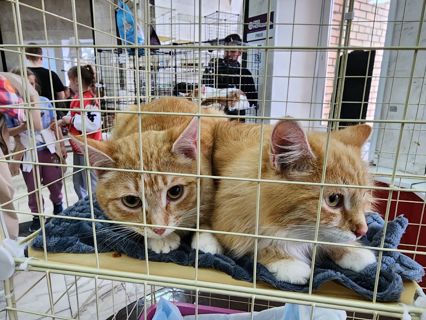 ногинск, кошки, приют, кошачий приют, гормон счастья, молодежный центр,