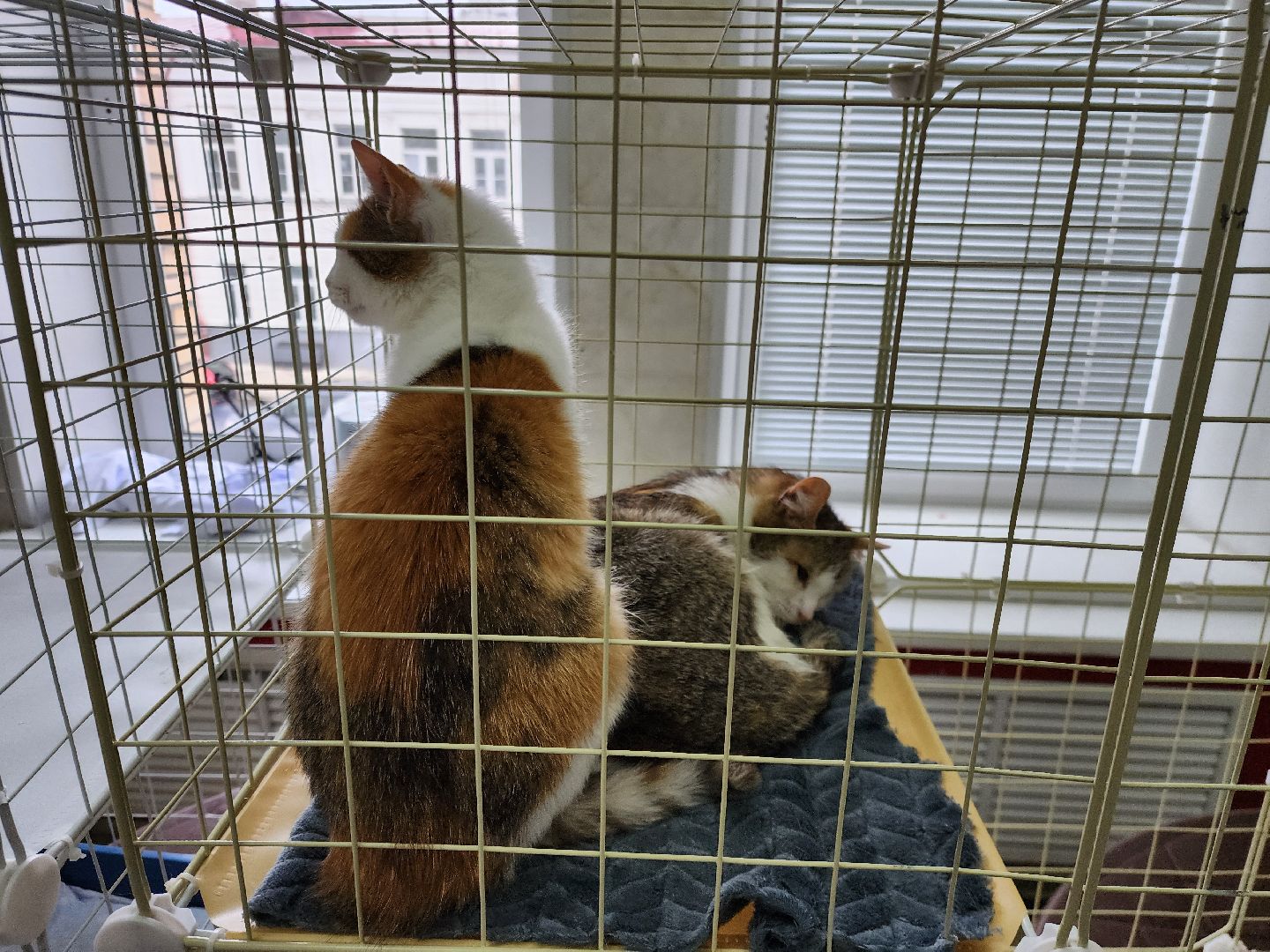 ногинск, кошки, приют, кошачий приют, гормон счастья, молодежный центр,