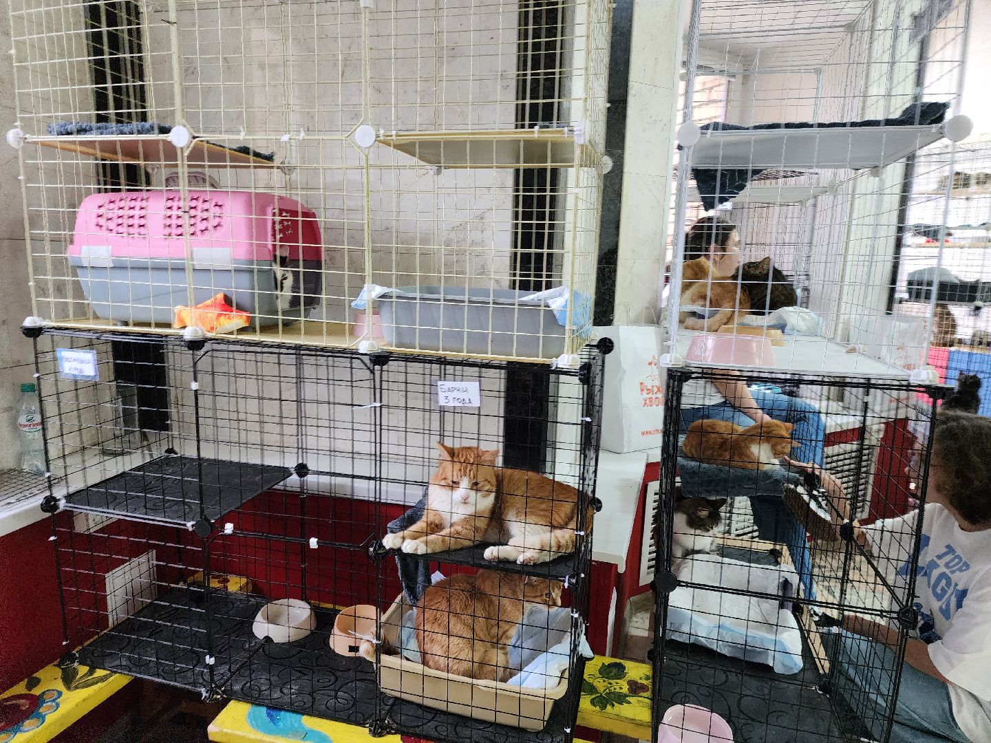 ногинск, кошки, приют, кошачий приют, гормон счастья, молодежный центр,