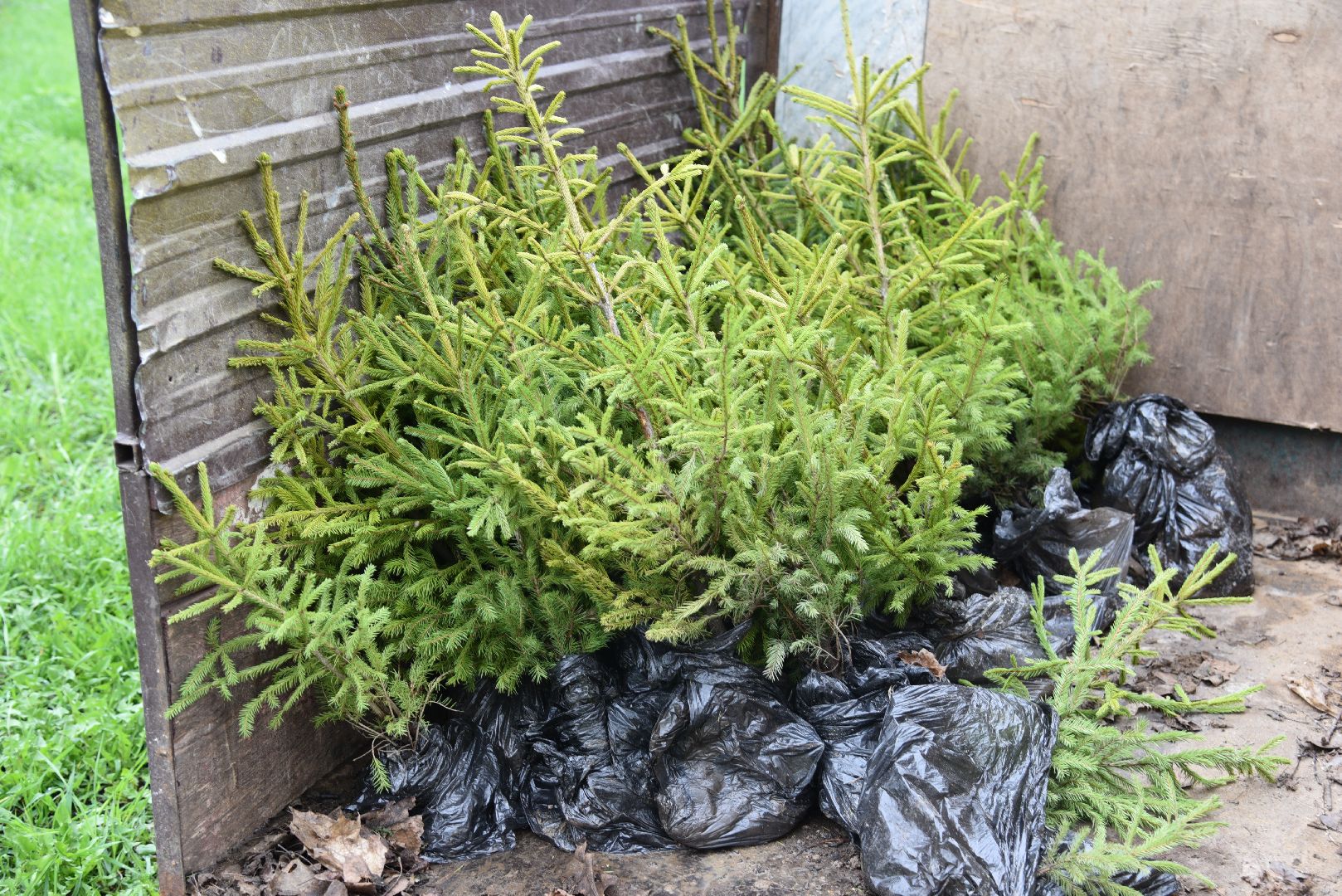 лотошино, лотошинский парк, акция, день добрых дел, субботник, высадка деревьев,