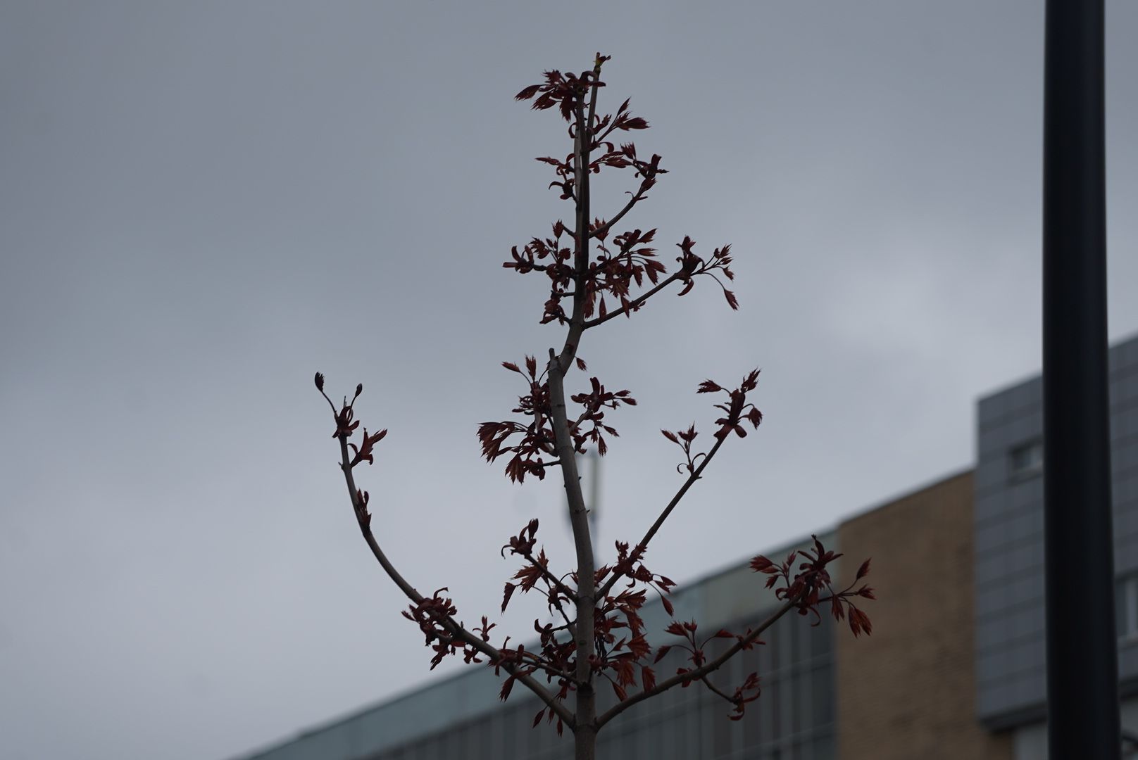 Павловский Посад, Городской округ Павловский Посад, Люди, Парк, благоустройство 2023, Дубрава, день добрых дел,