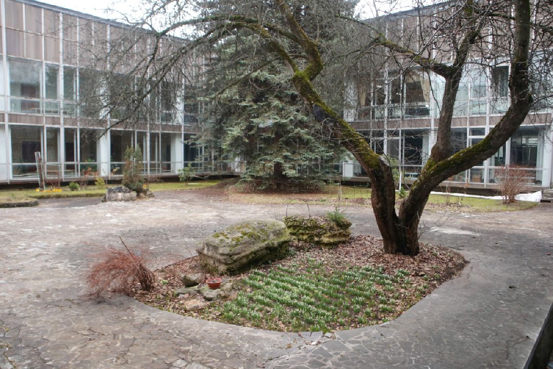 Пущино, первоцветы, благоустройство, экология