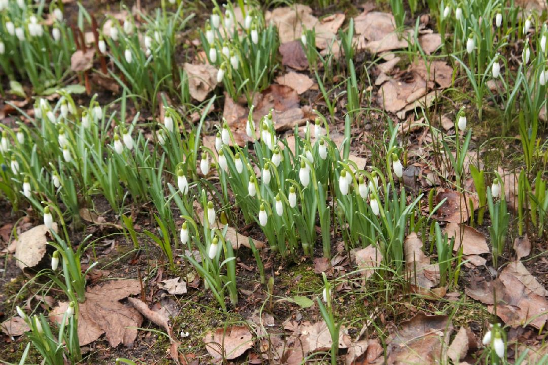 Пущино, первоцветы, благоустройство, экология