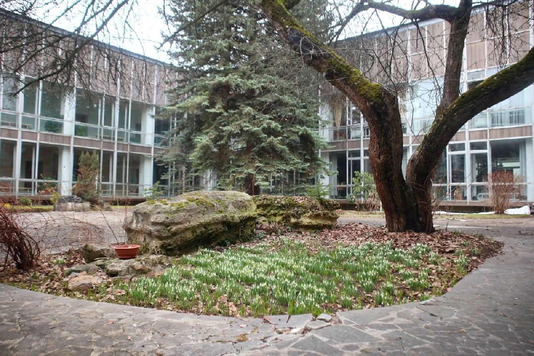 Пущино, первоцветы, благоустройство, экология