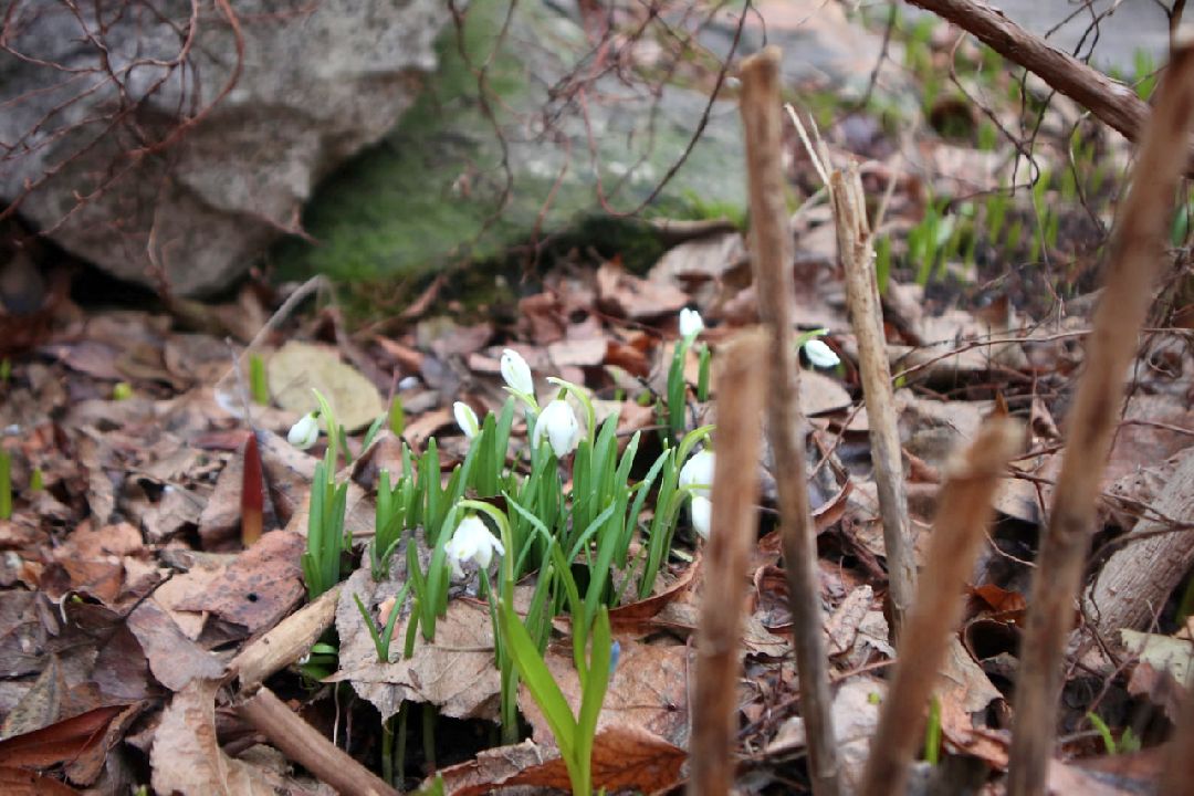 Пущино, первоцветы, благоустройство, экология