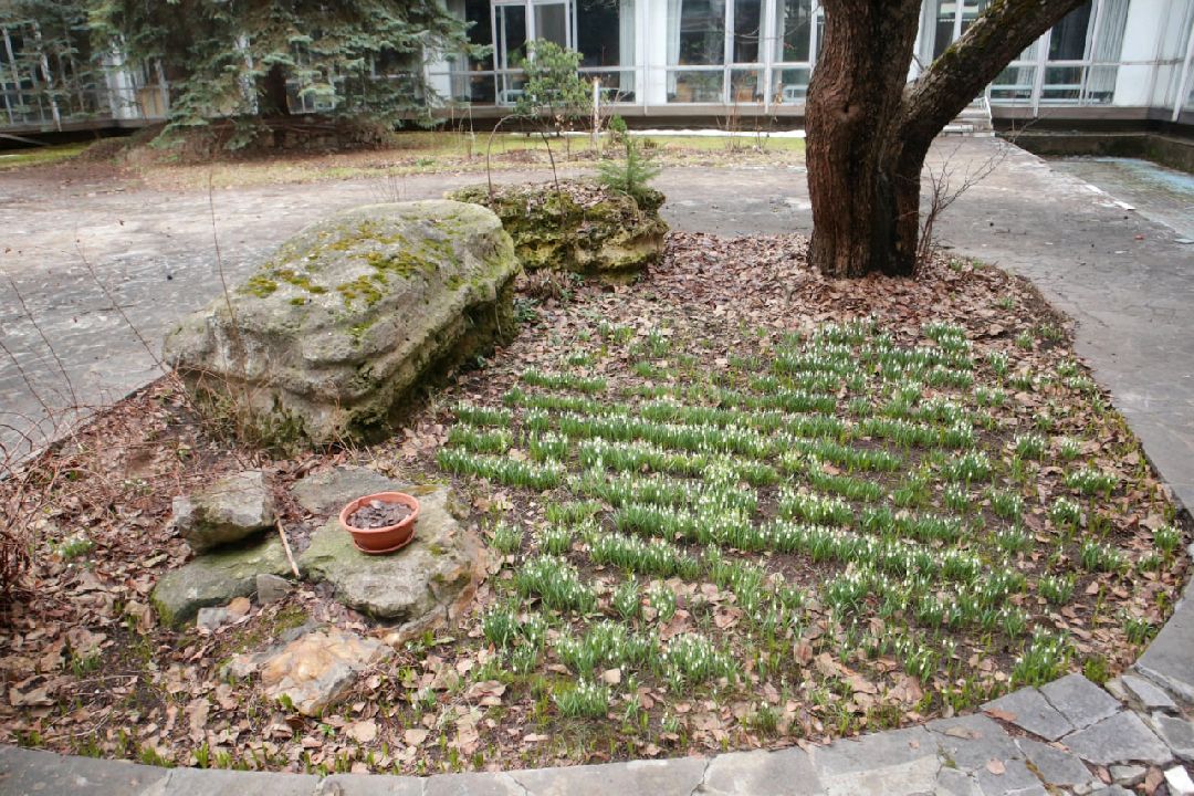 Пущино, первоцветы, благоустройство, экология