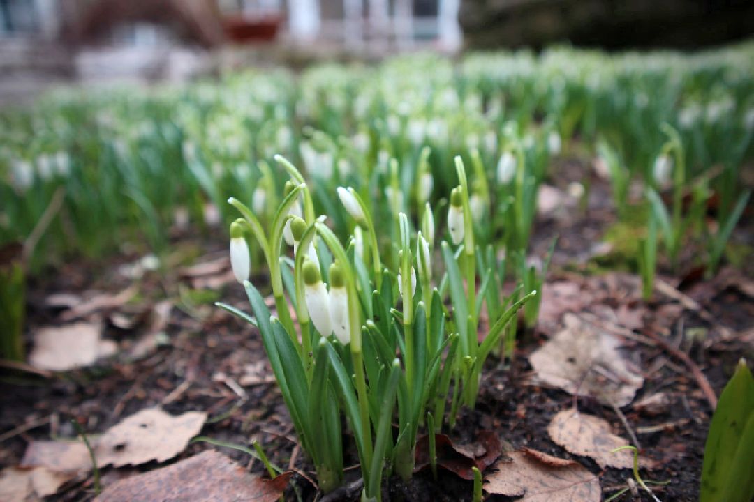Пущино, первоцветы, благоустройство, экология