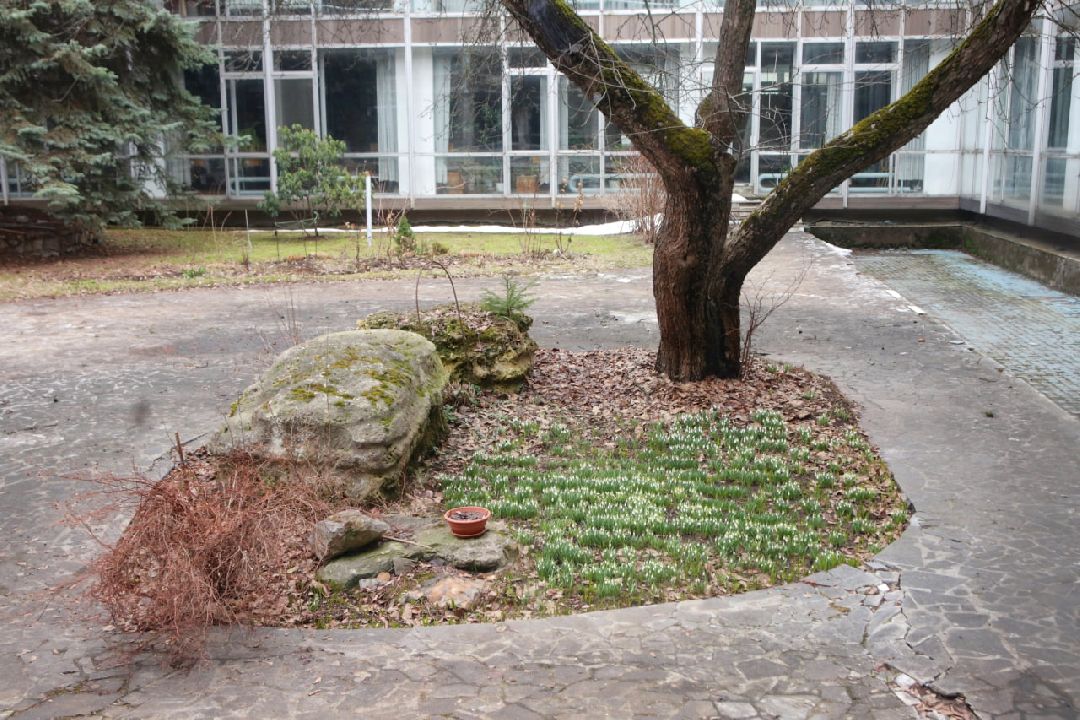 Пущино, первоцветы, благоустройство, экология