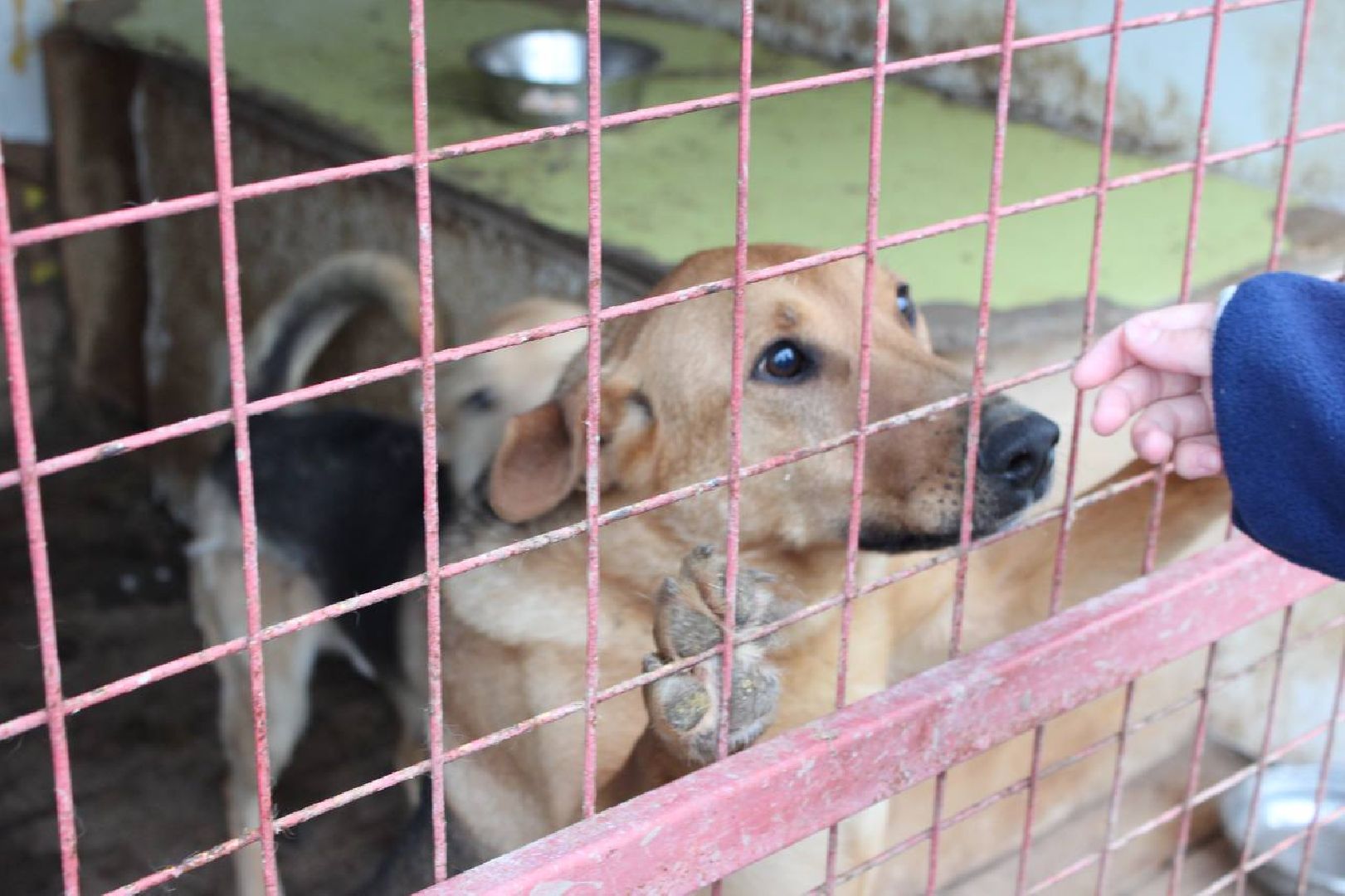 день добрых дел, наро-фоминск, приют беригиня, волонтеры, движение первых подмосковья,