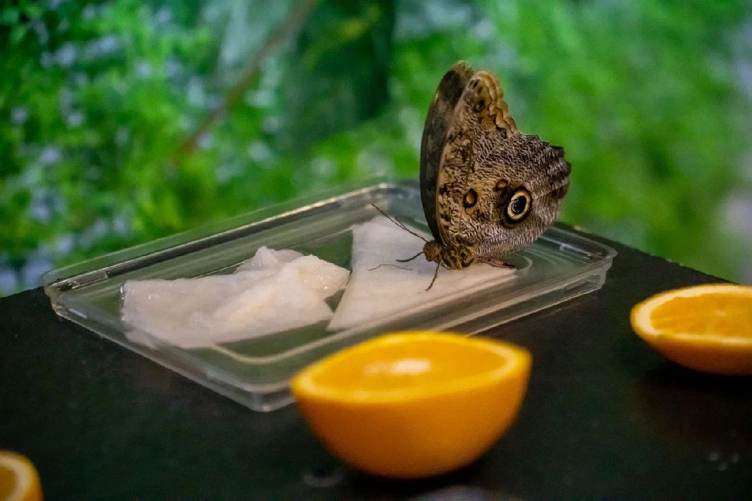 Выставка, Орехово-Зуево, дом Оглоблина, бабочки