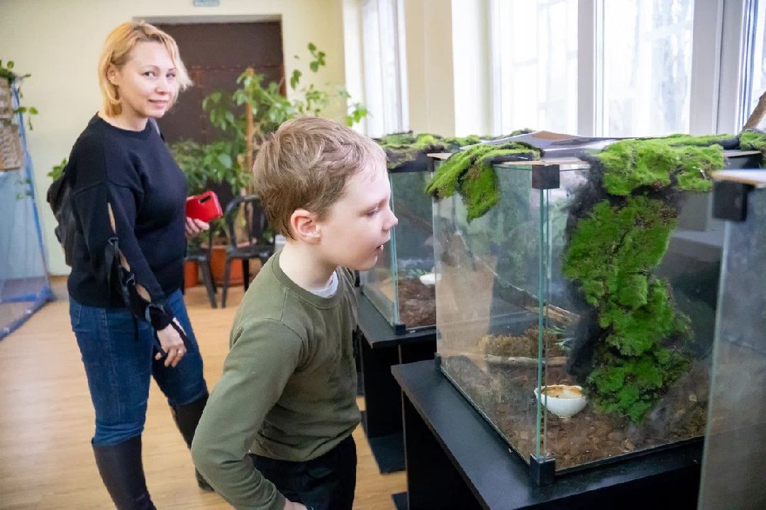 Выставка, Орехово-Зуево, дом Оглоблина, бабочки