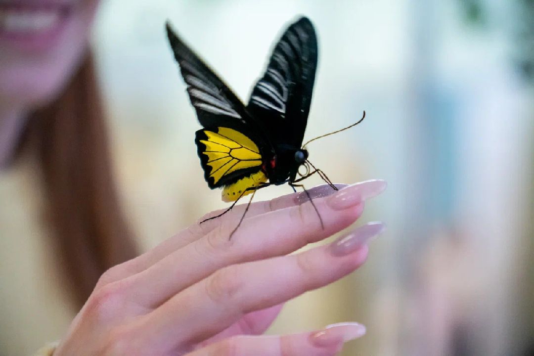 Выставка, Орехово-Зуево, дом Оглоблина, бабочки
