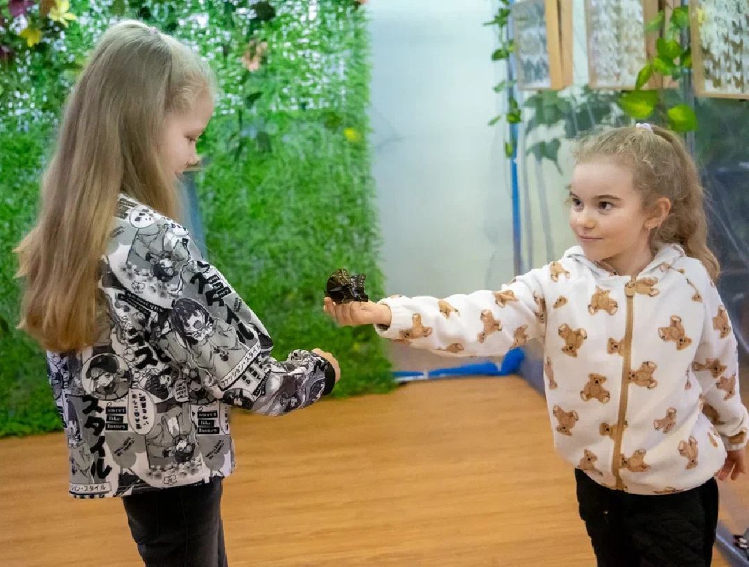 Выставка, Орехово-Зуево, дом Оглоблина, бабочки