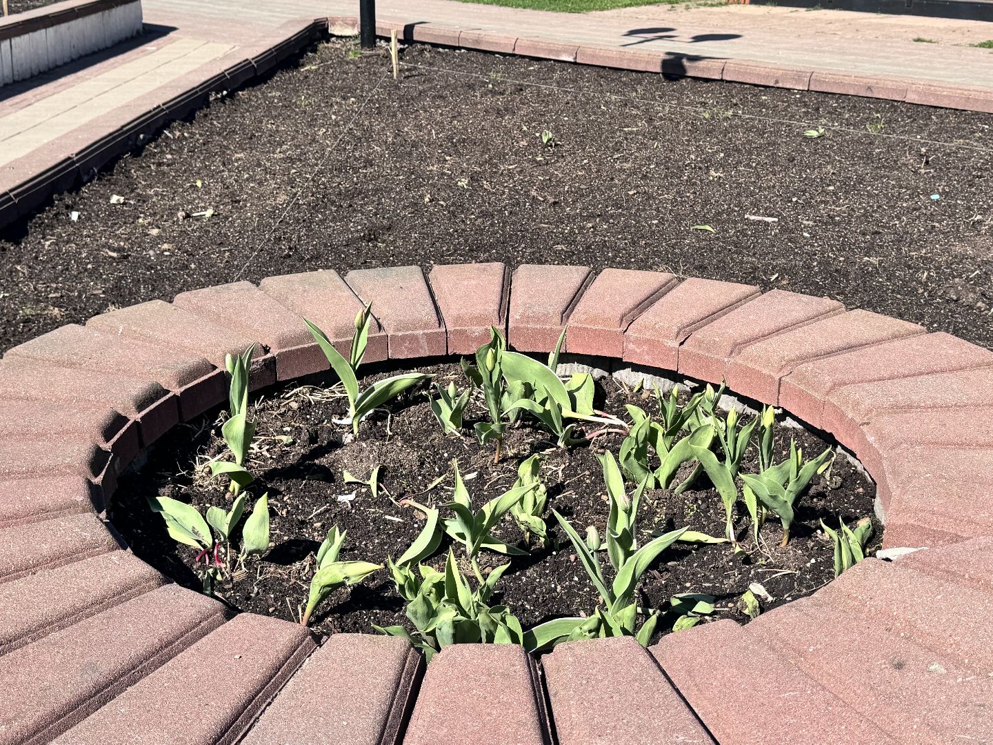 солнечногорск, день победы, праздник, благоустройство,