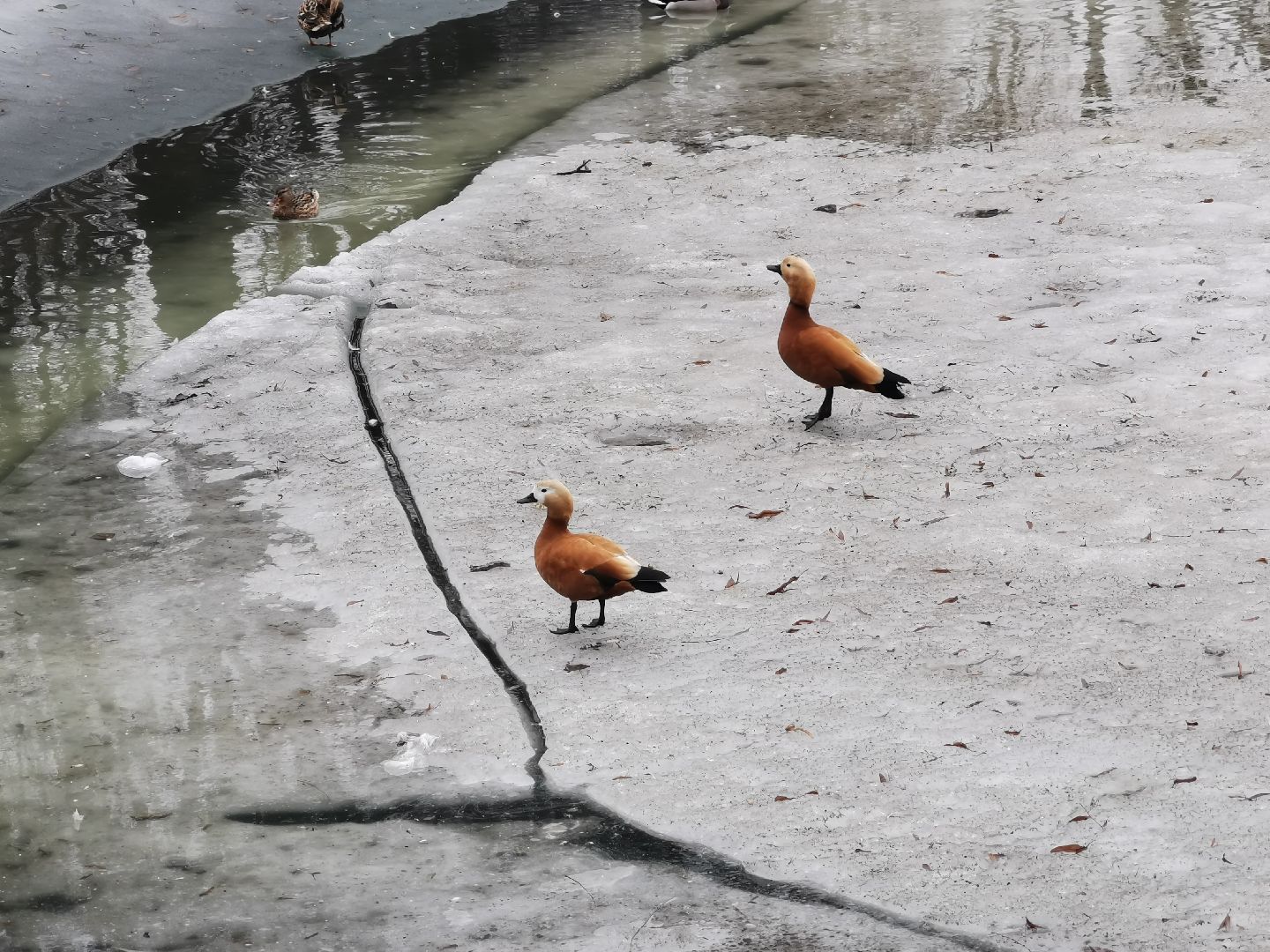 Экология, природа, птицы