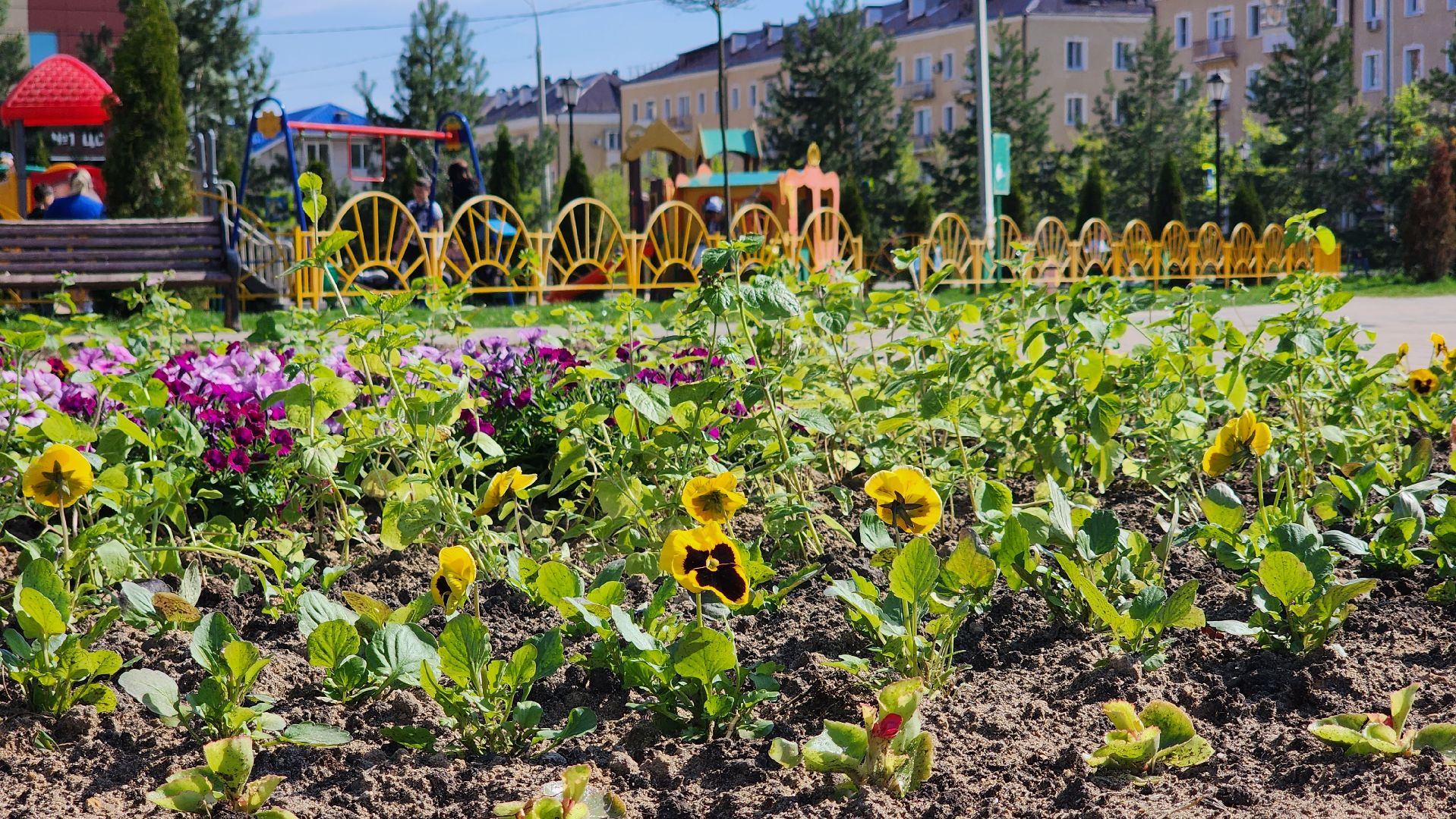 благоустройство, цветы, клумбы, Лосино-Петровский,