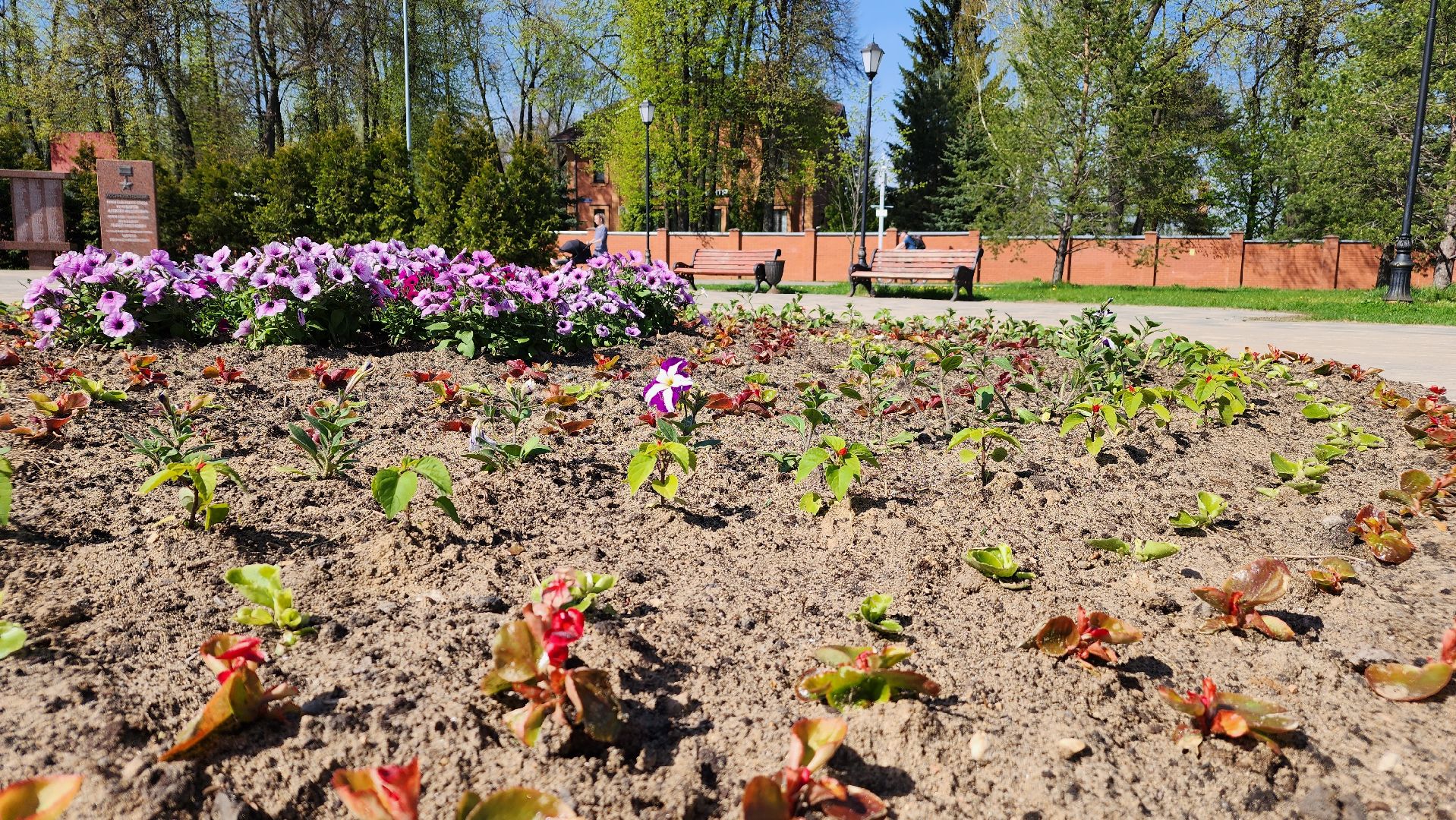 благоустройство, цветы, клумбы, Лосино-Петровский,