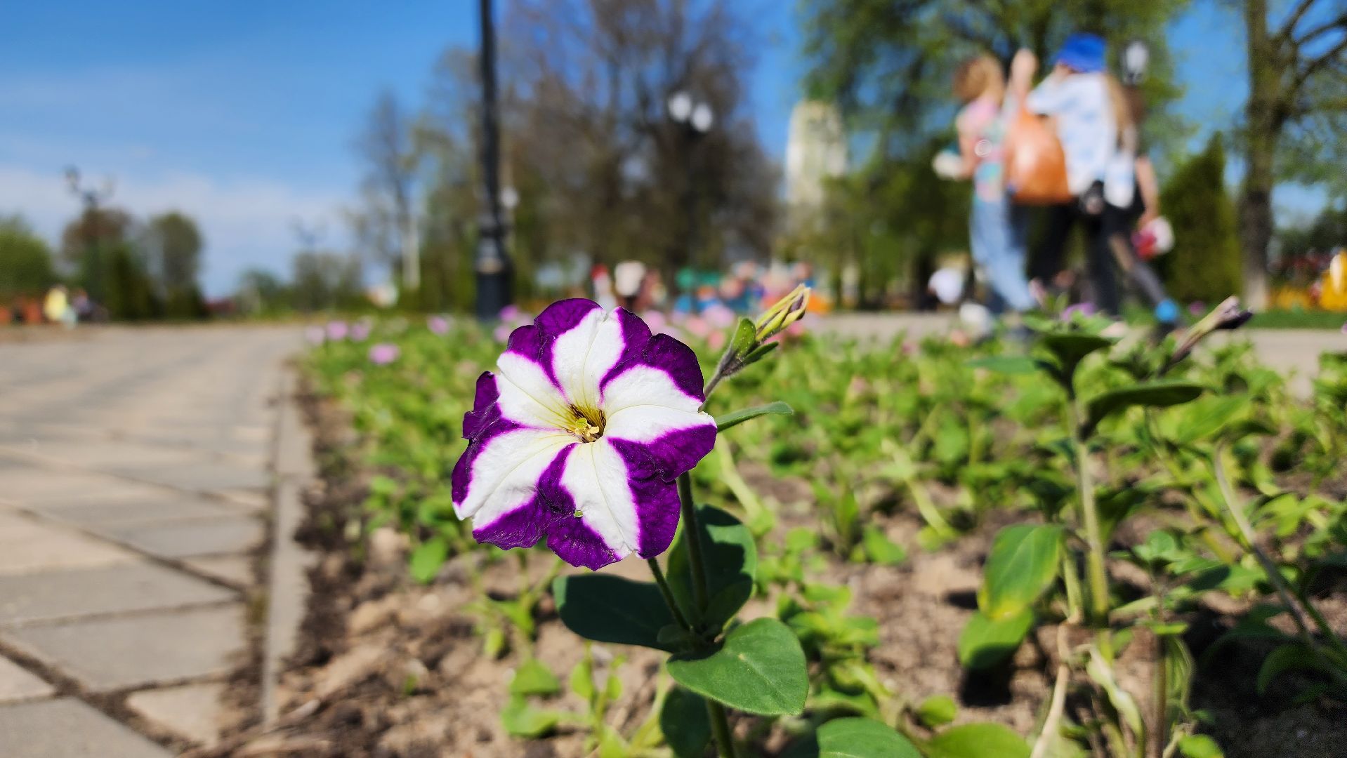 благоустройство, цветы, клумбы, Лосино-Петровский,