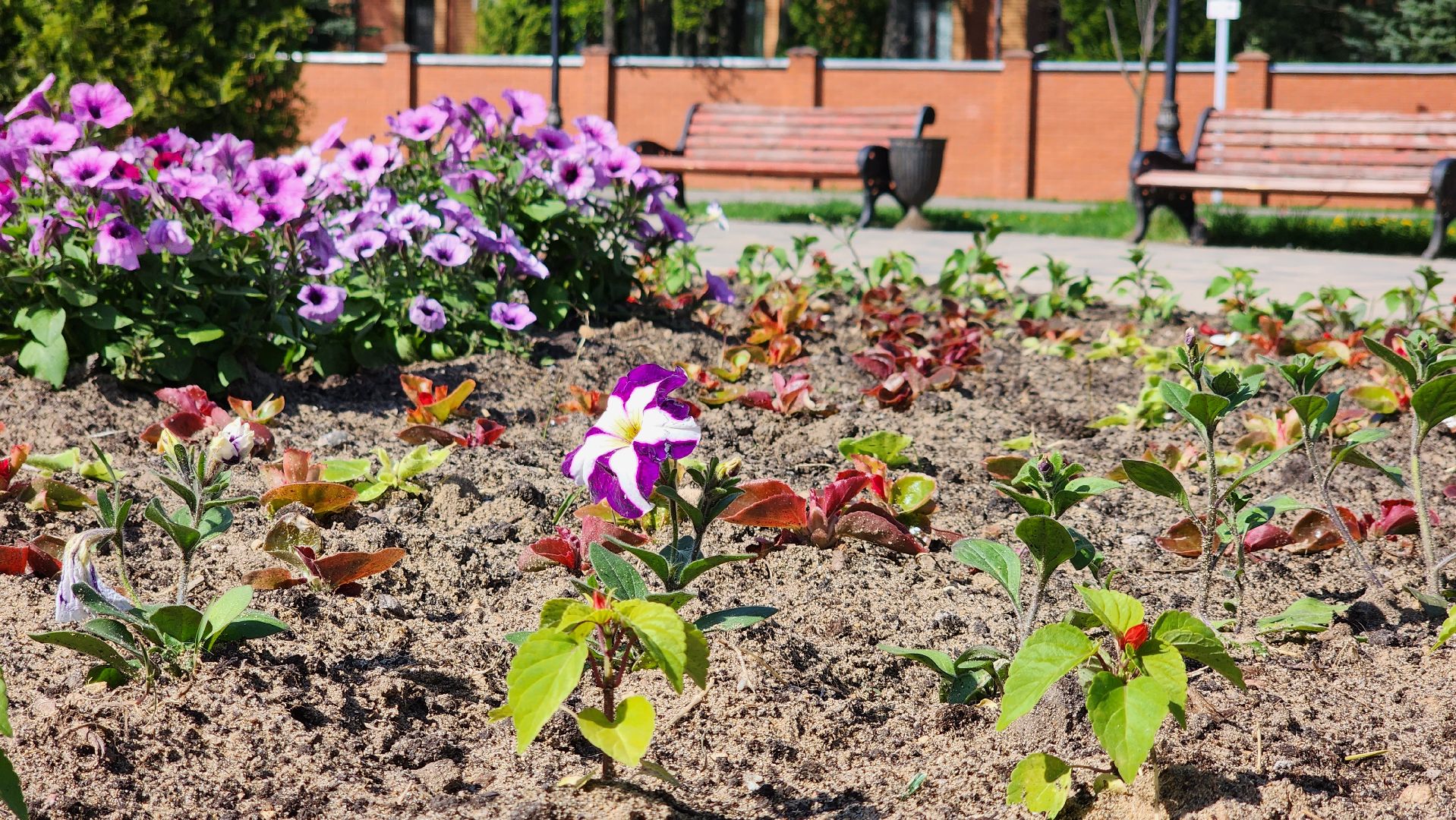 благоустройство, цветы, клумбы, Лосино-Петровский,