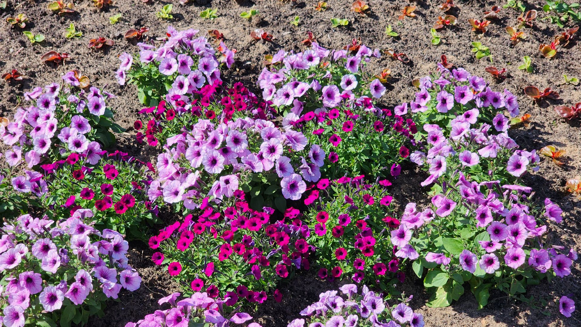 благоустройство, цветы, клумбы, Лосино-Петровский,