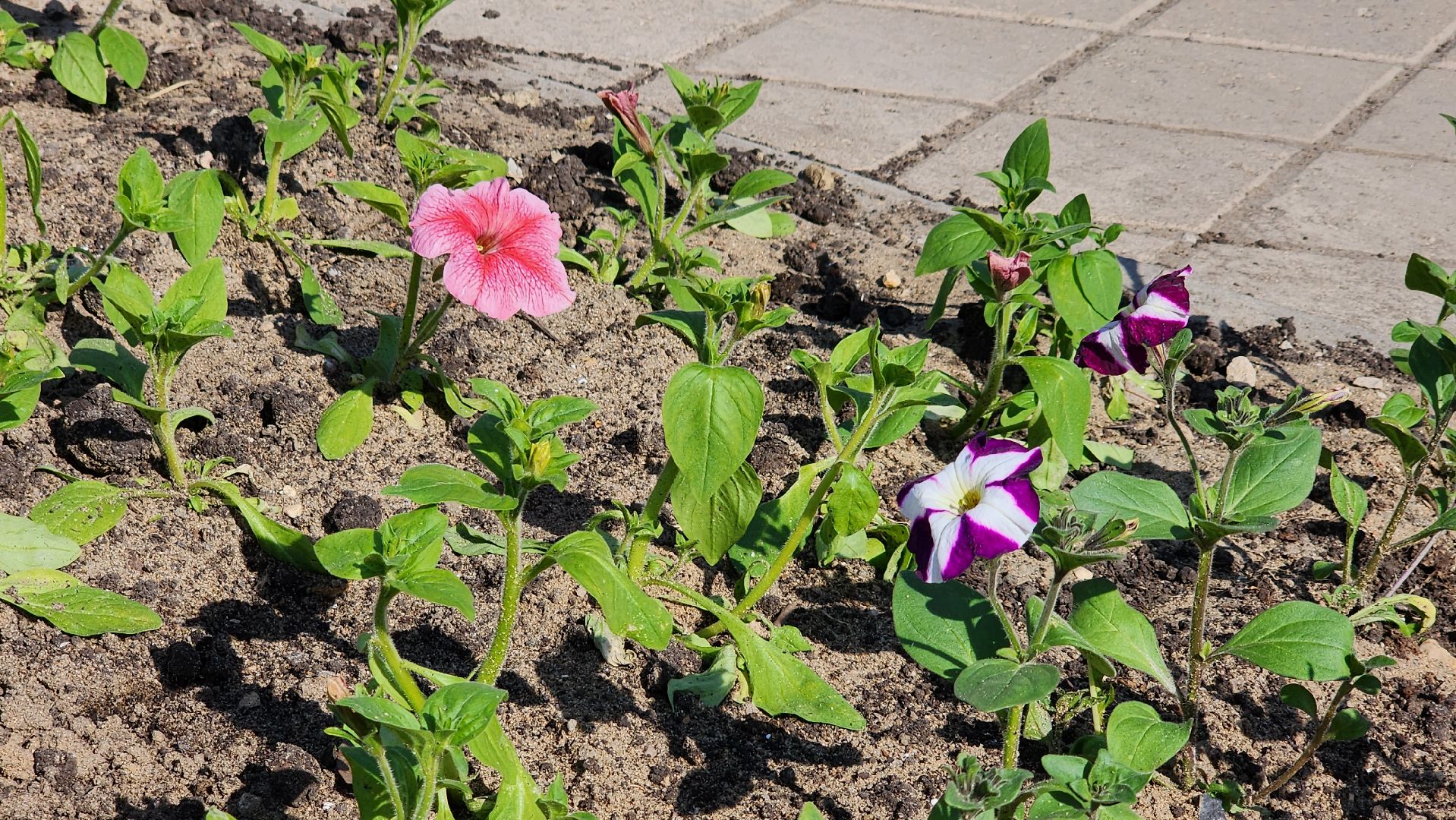 благоустройство, цветы, клумбы, Лосино-Петровский,